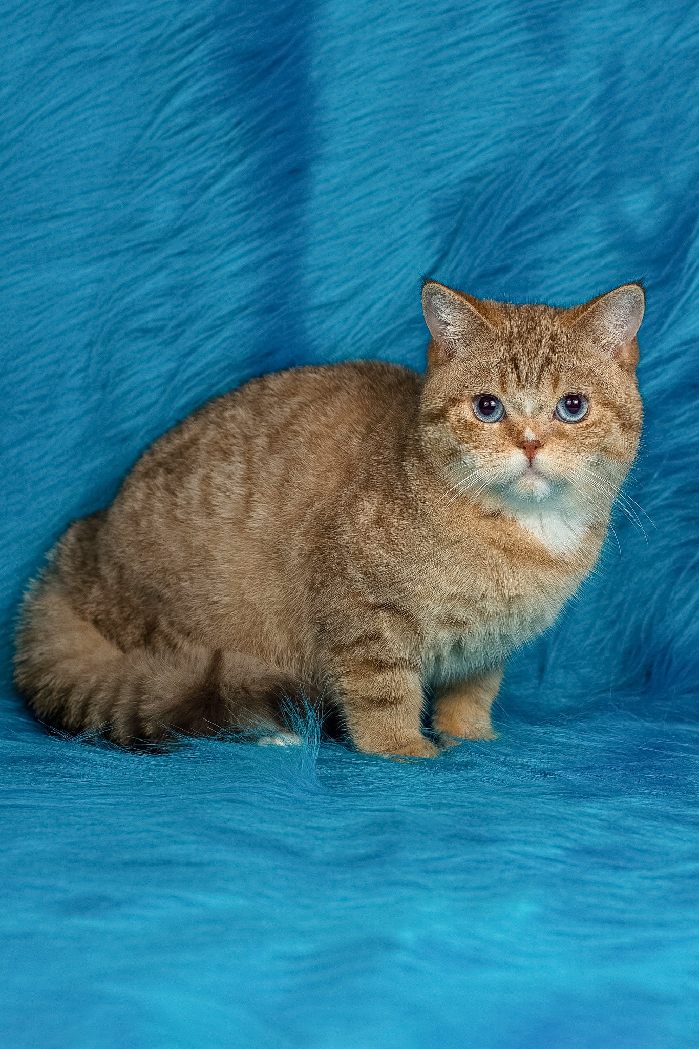 Coldie | British Shorthair Kitten - Image 5