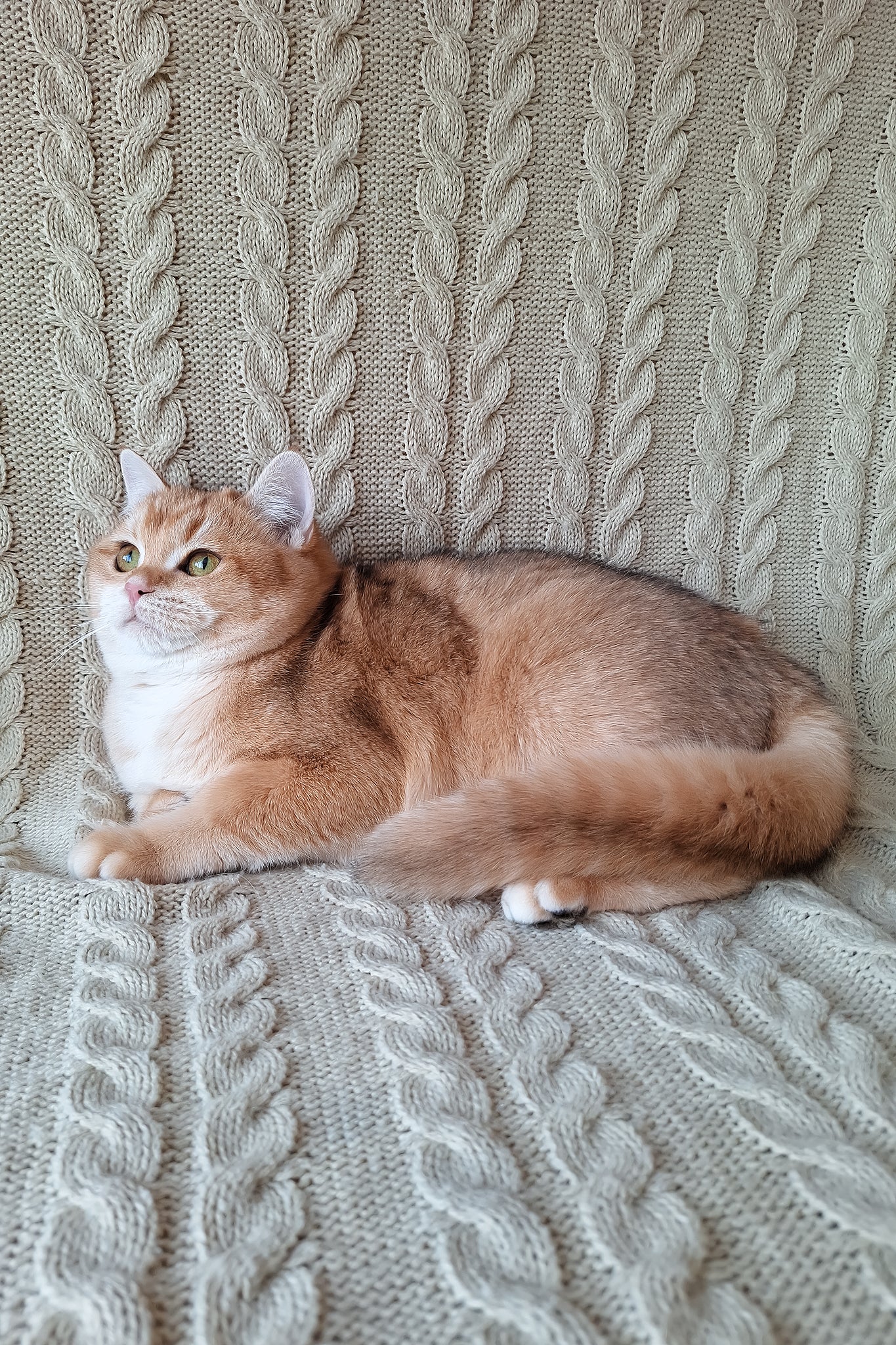 Diana | British Shorthair Kitten - Image 3