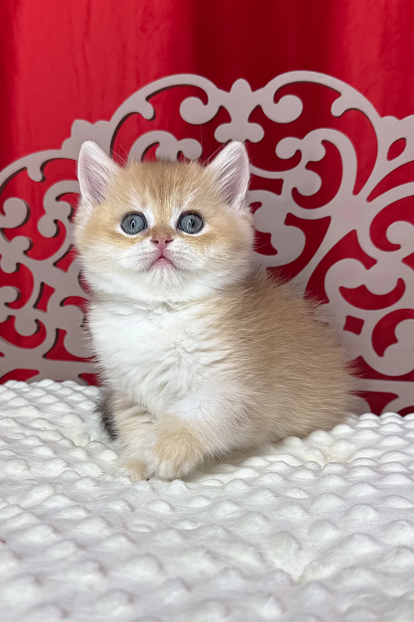 Dominica | British Shorthair Kitten - Image 3
