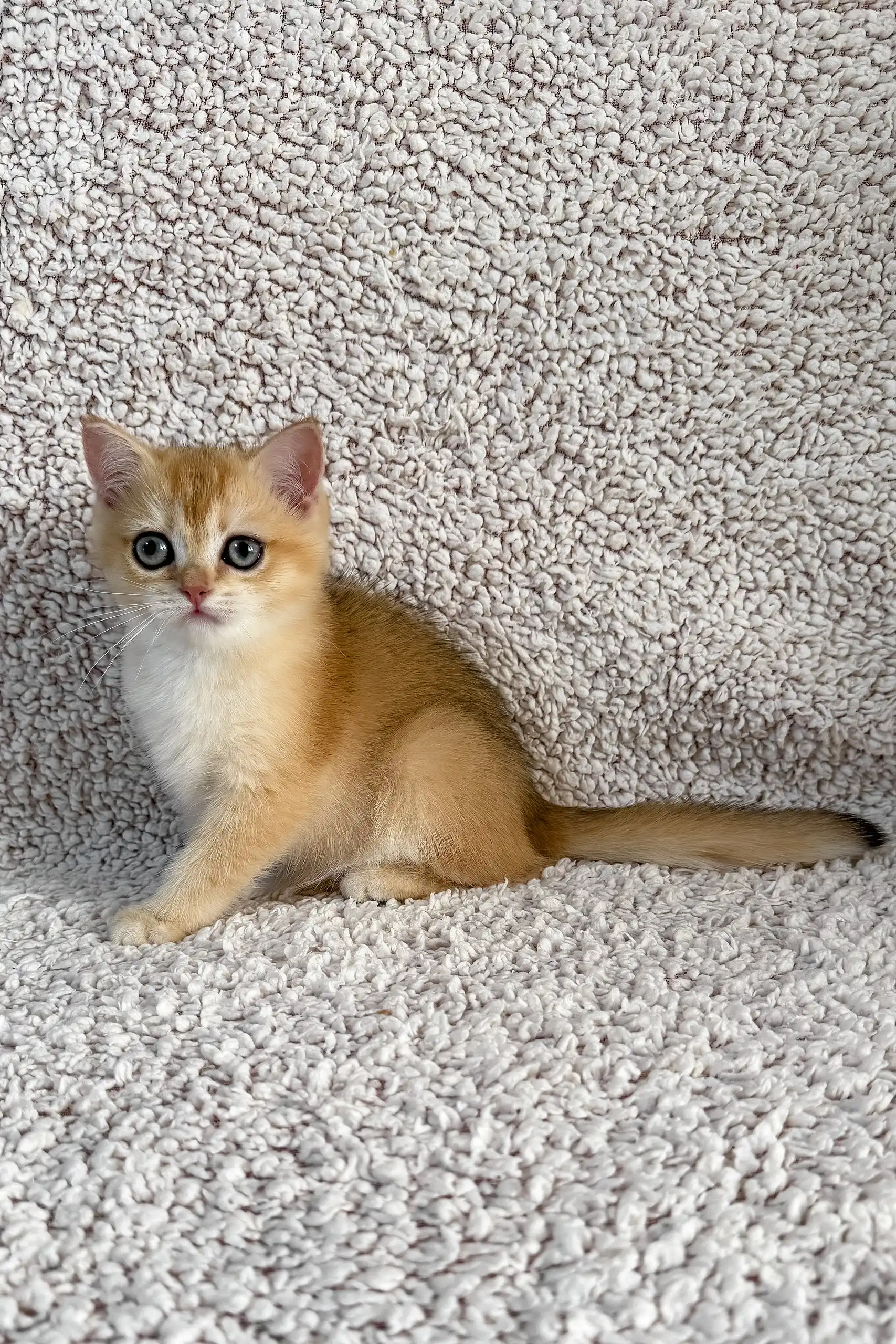 Elina | British Shorthair Kitten - Image 4