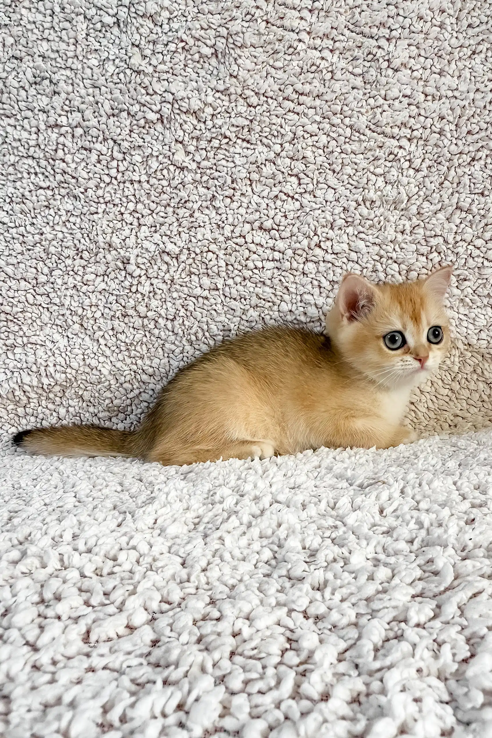 Elina | British Shorthair Kitten - Image 5