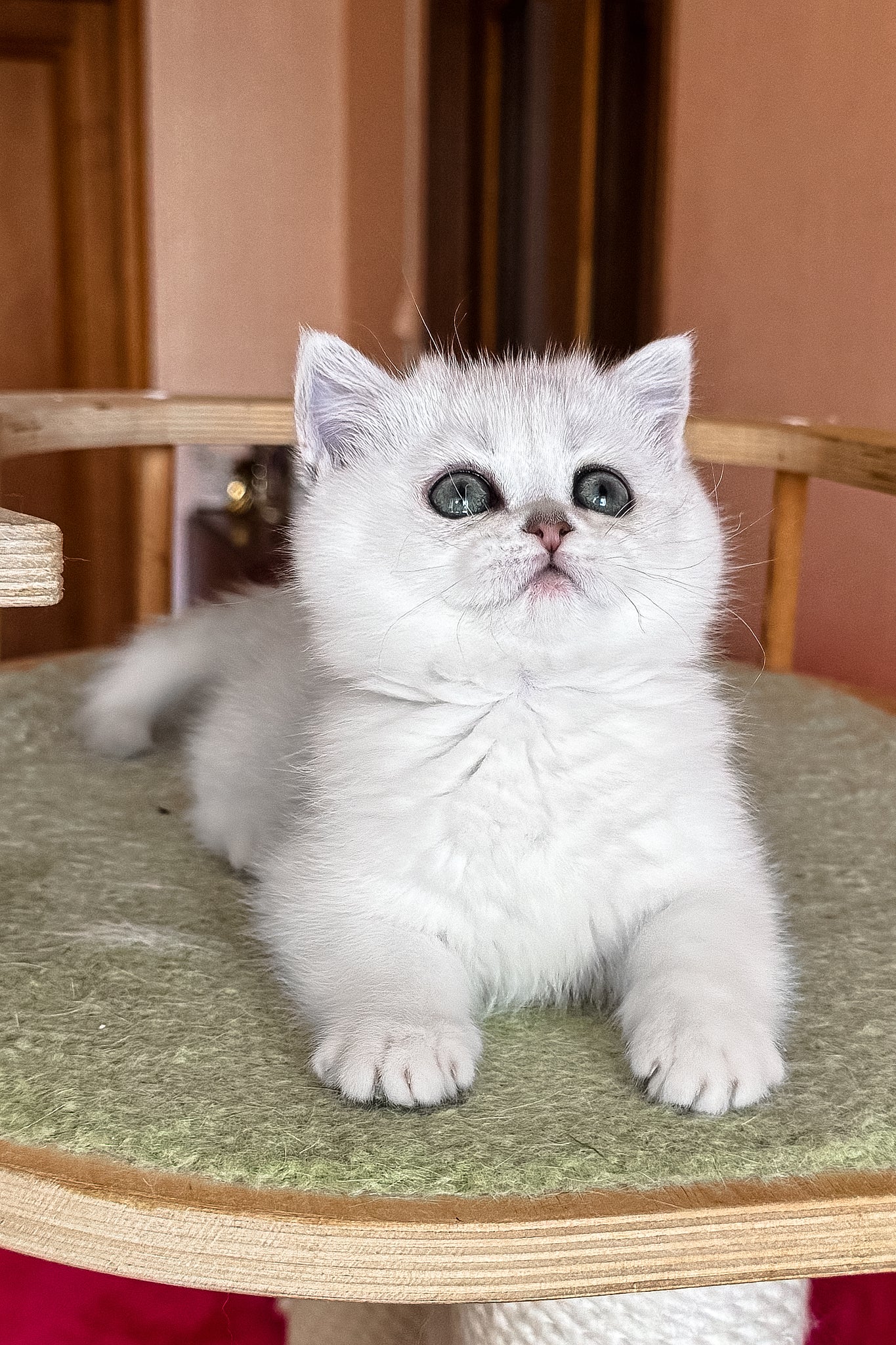 Elsa | British Shorthair Kitten - Image 5