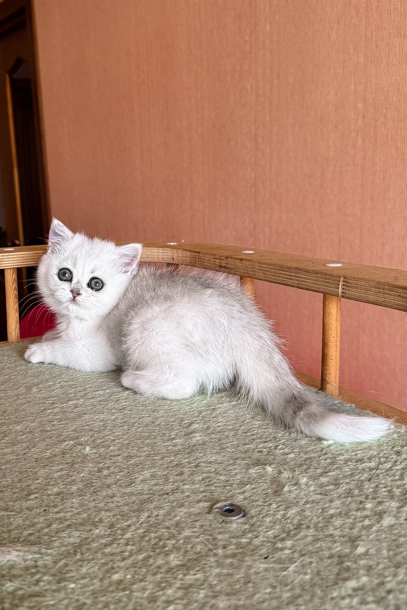 Elsa | British Shorthair Kitten - Image 9