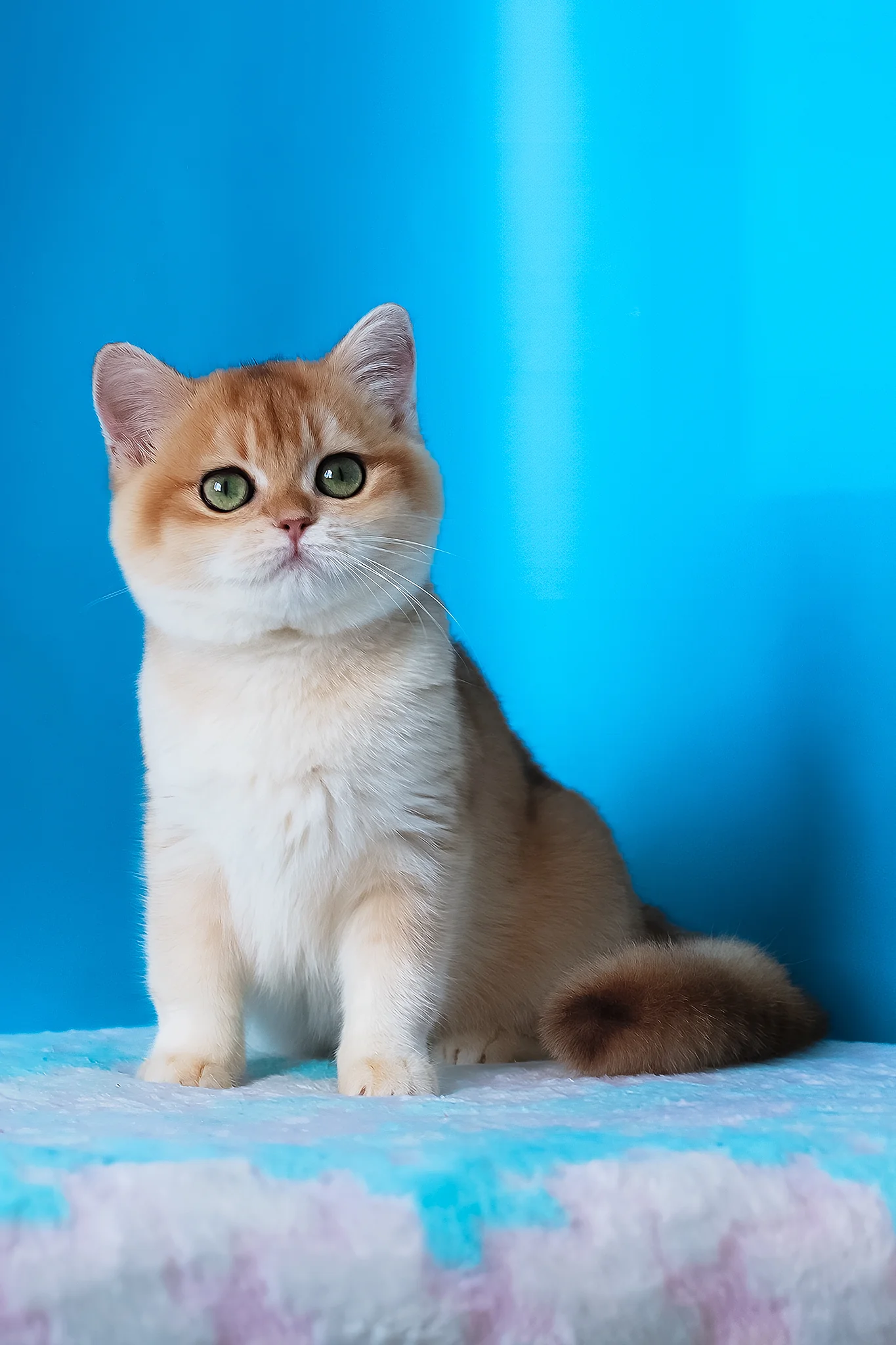 Elvira | British Shorthair Kitten - Image 6