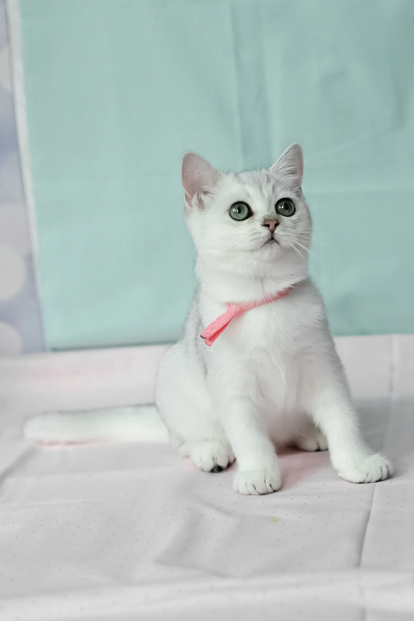 Emma | British Shorthair Kitten - Image 11