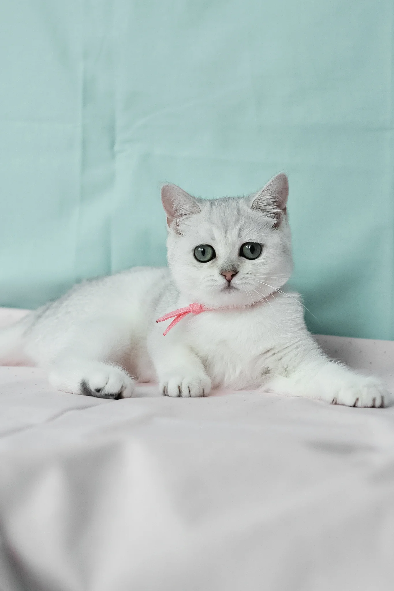 Emma | British Shorthair Kitten - Image 12