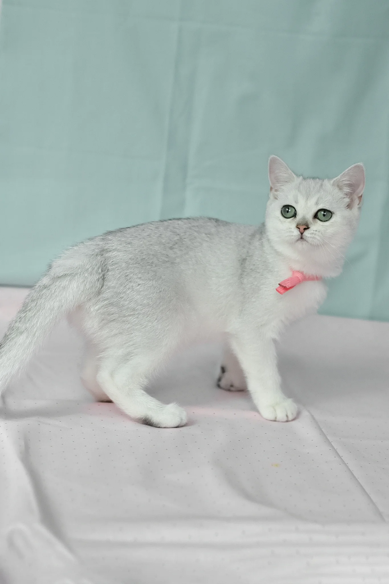 Emma | British Shorthair Kitten - Image 5