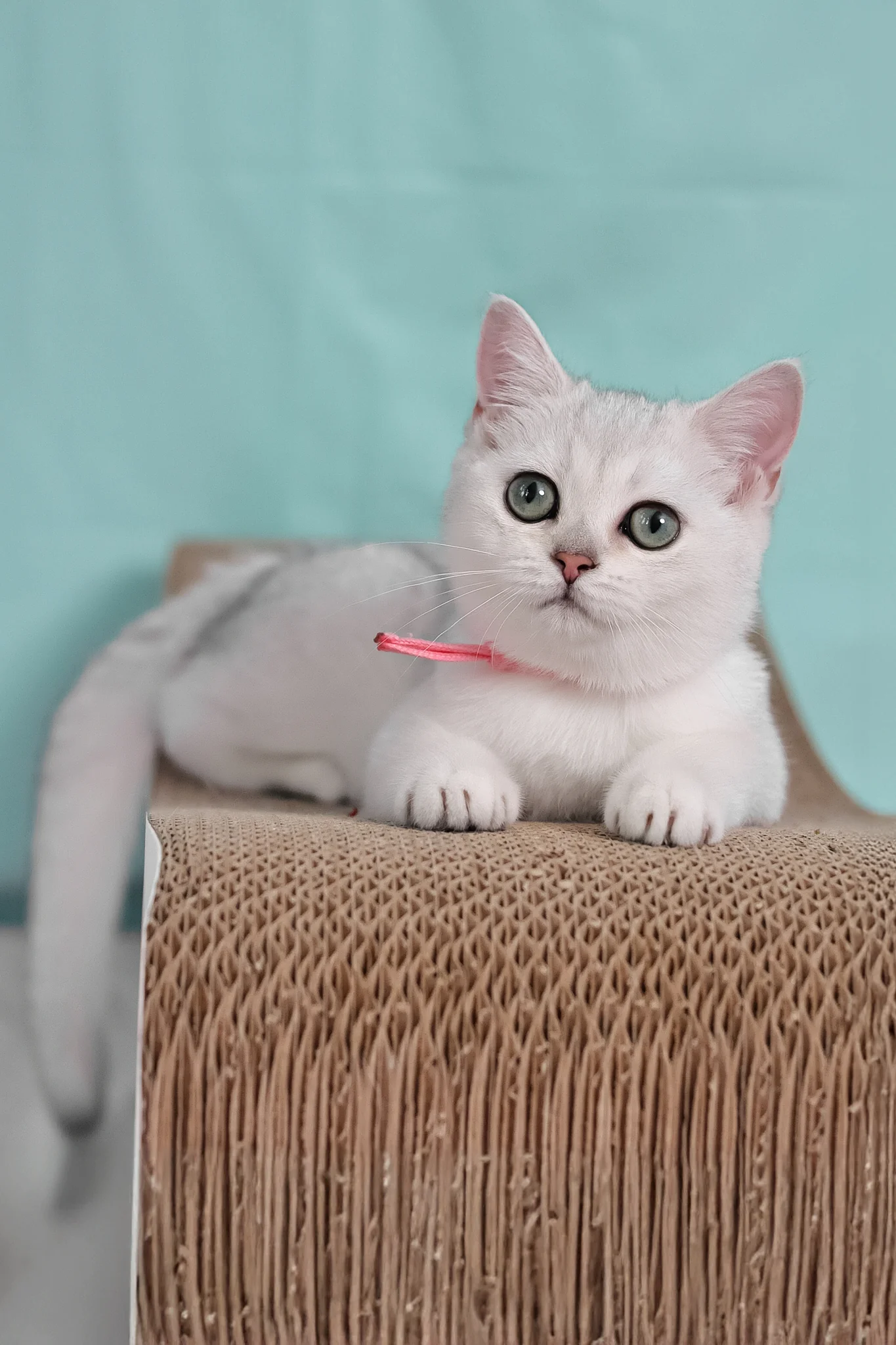 Emma | British Shorthair Kitten - Image 8