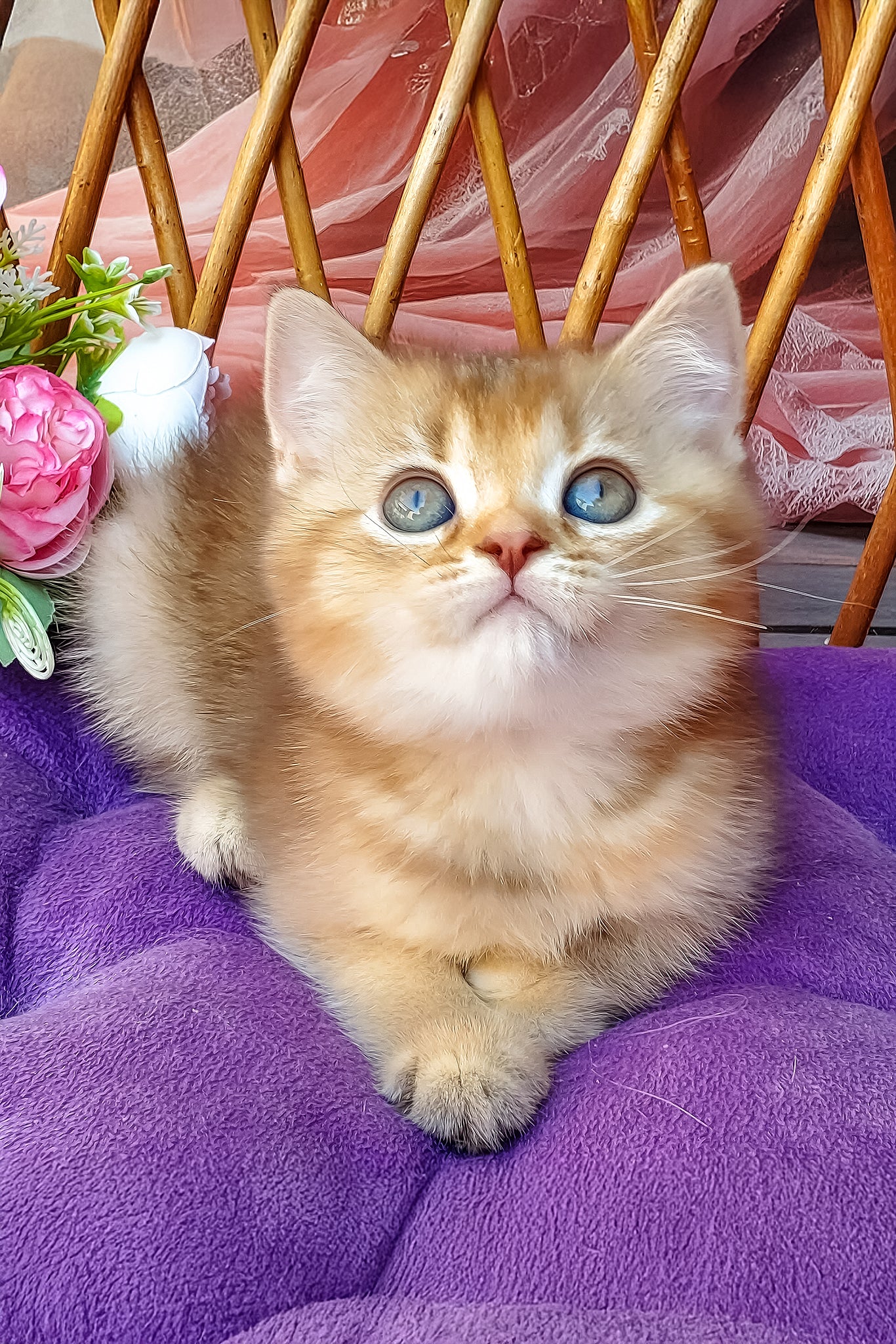 Erika | British Shorthair Kitten - Image 4
