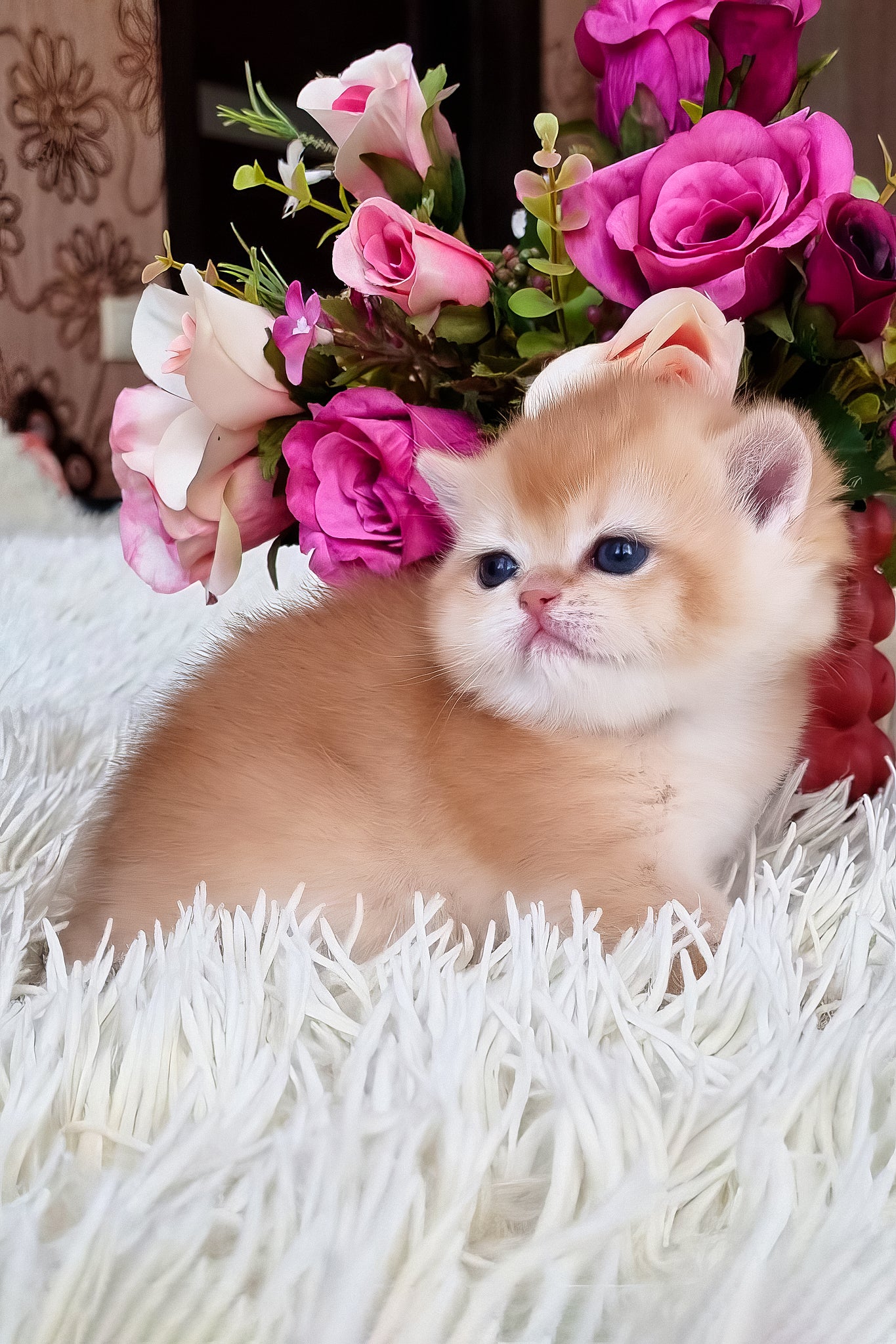 Feya | British Shorthair Kitten - Image 2