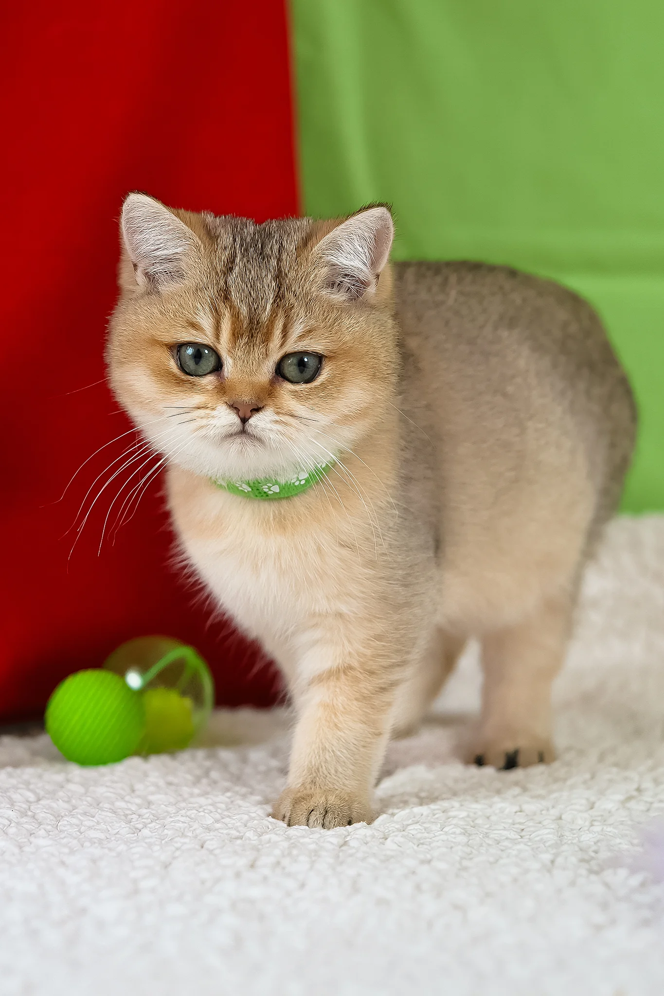 Goldie | British Shorthair Kitten - Image 3