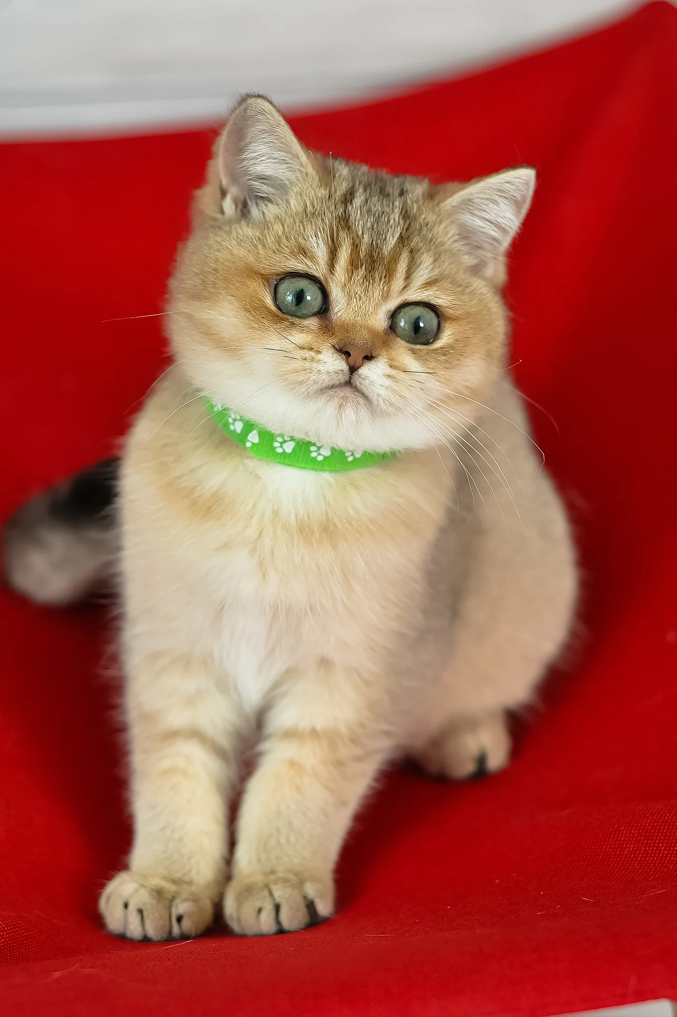Goldie | British Shorthair Kitten - Image 9