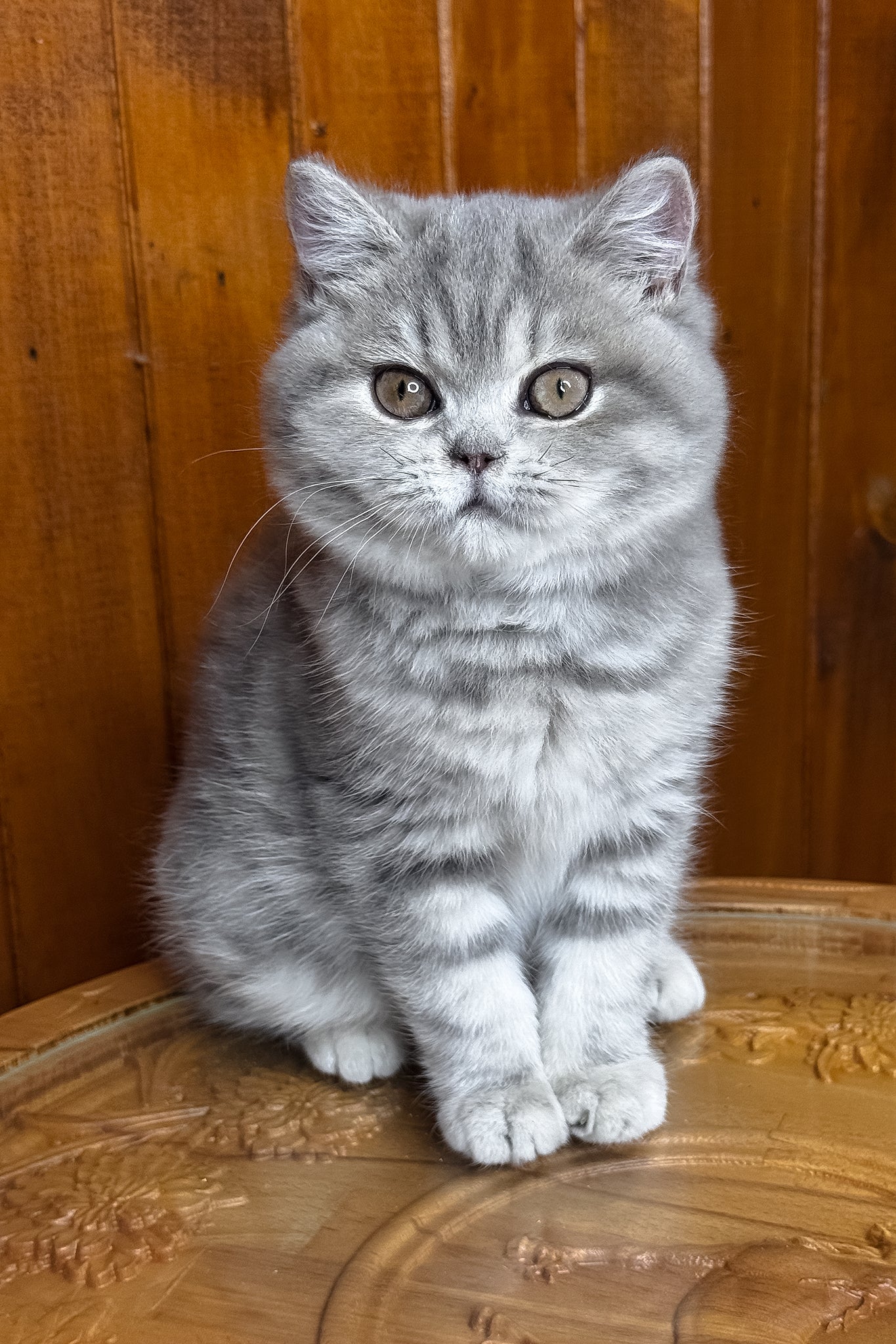 Happy | British Shorthair Kitten - Image 2
