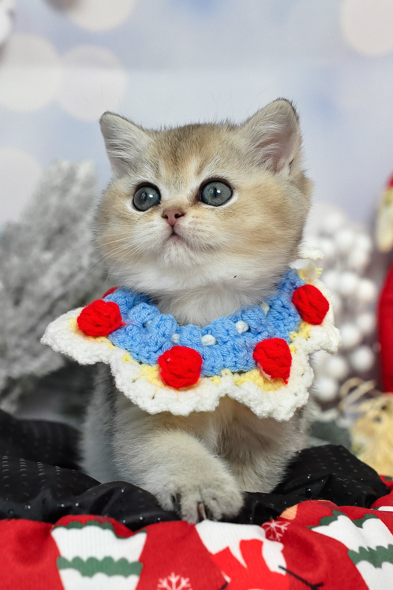 Isabelle | British Shorthair Kitten - Image 4
