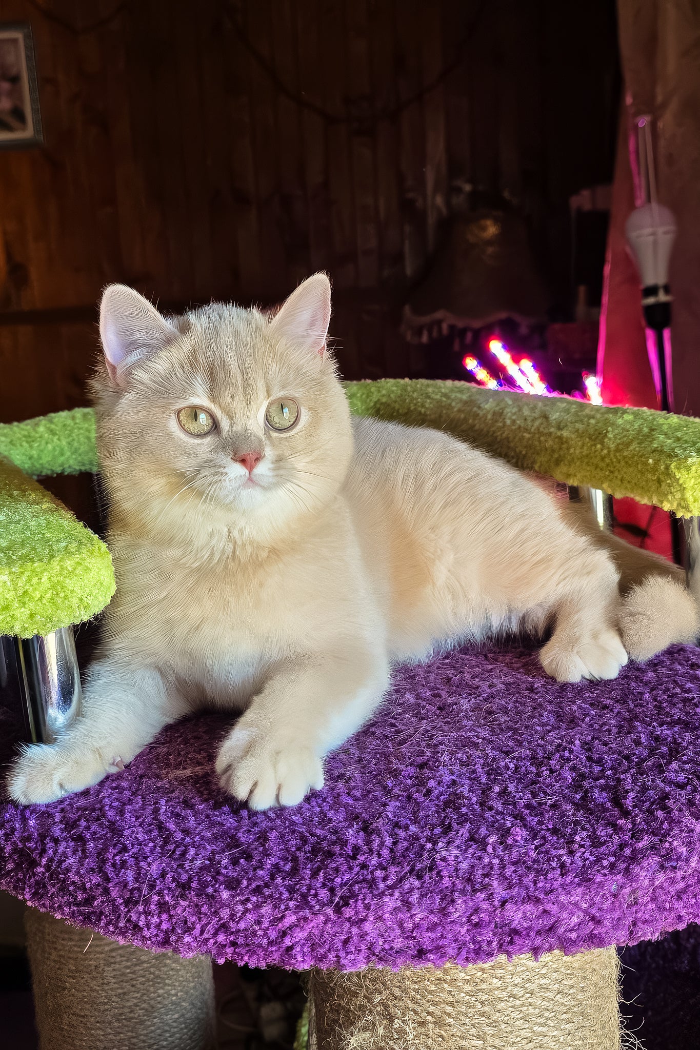 Ivetta | British Shorthair Kitten - Image 6