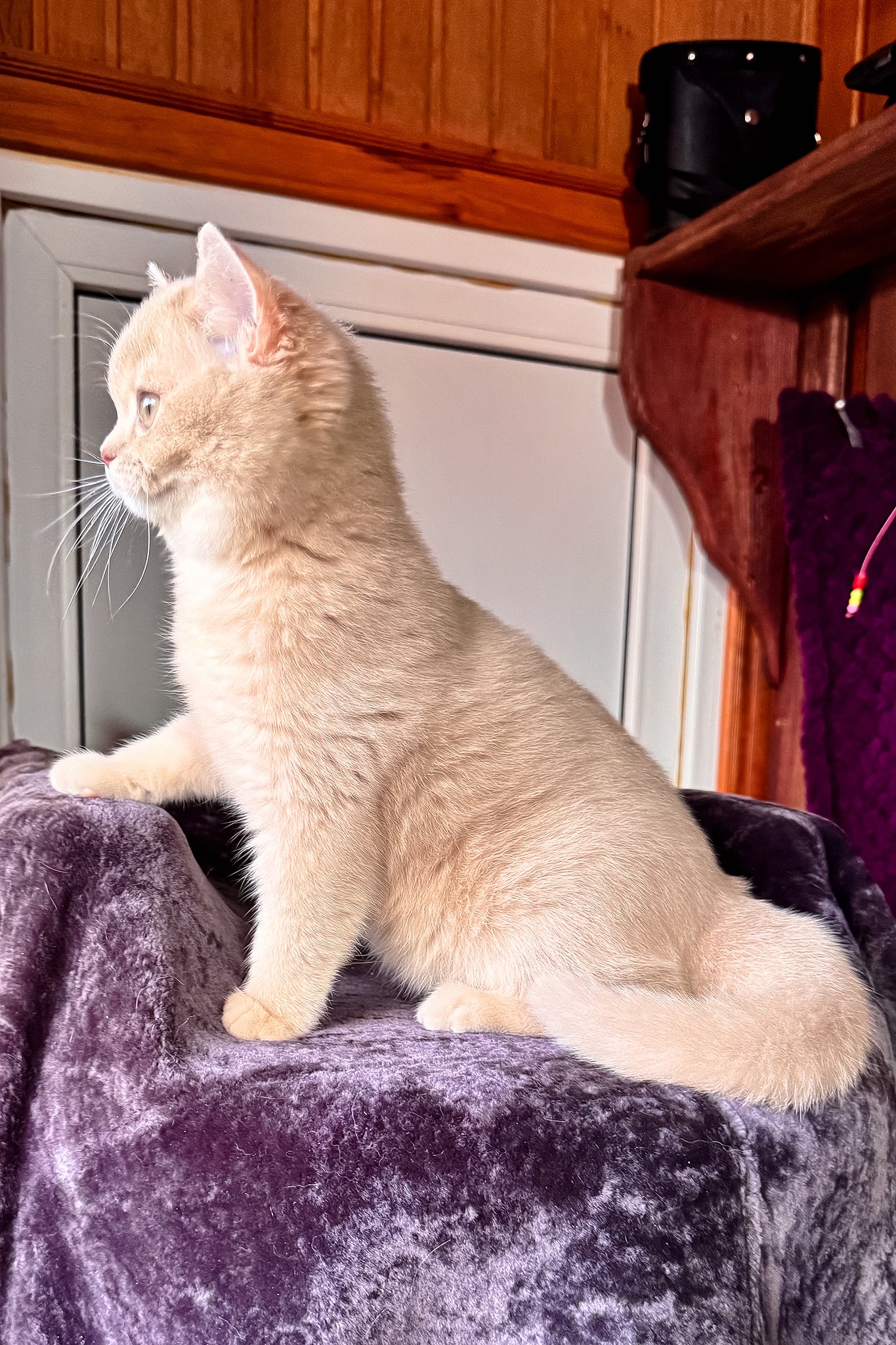 Ivetta | British Shorthair Kitten - Image 8