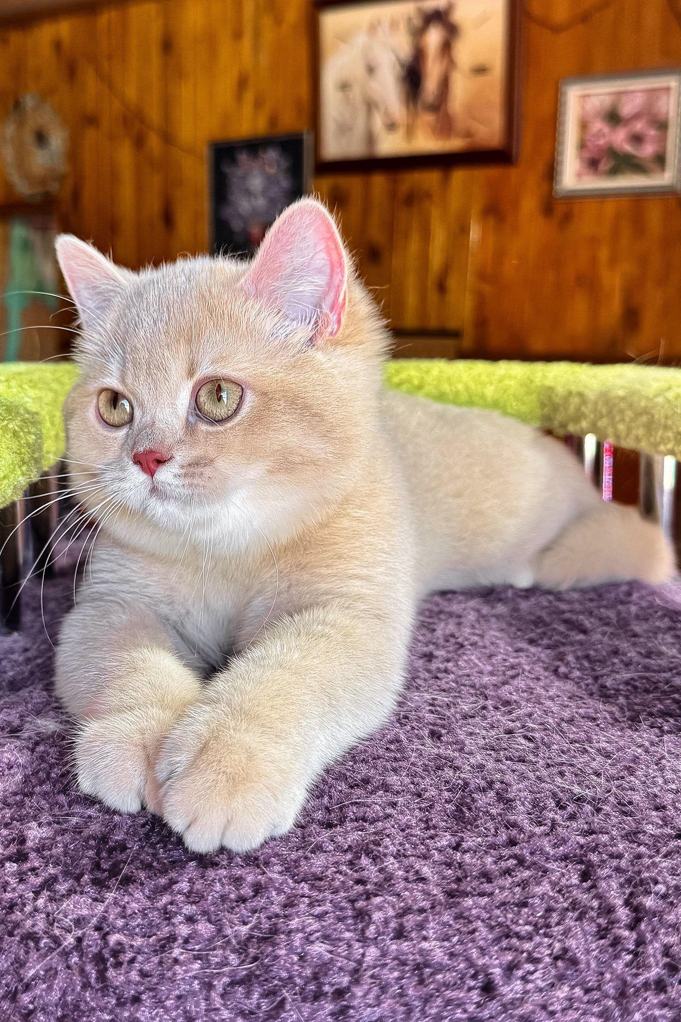 Ivetta | British Shorthair Kitten - Image 9