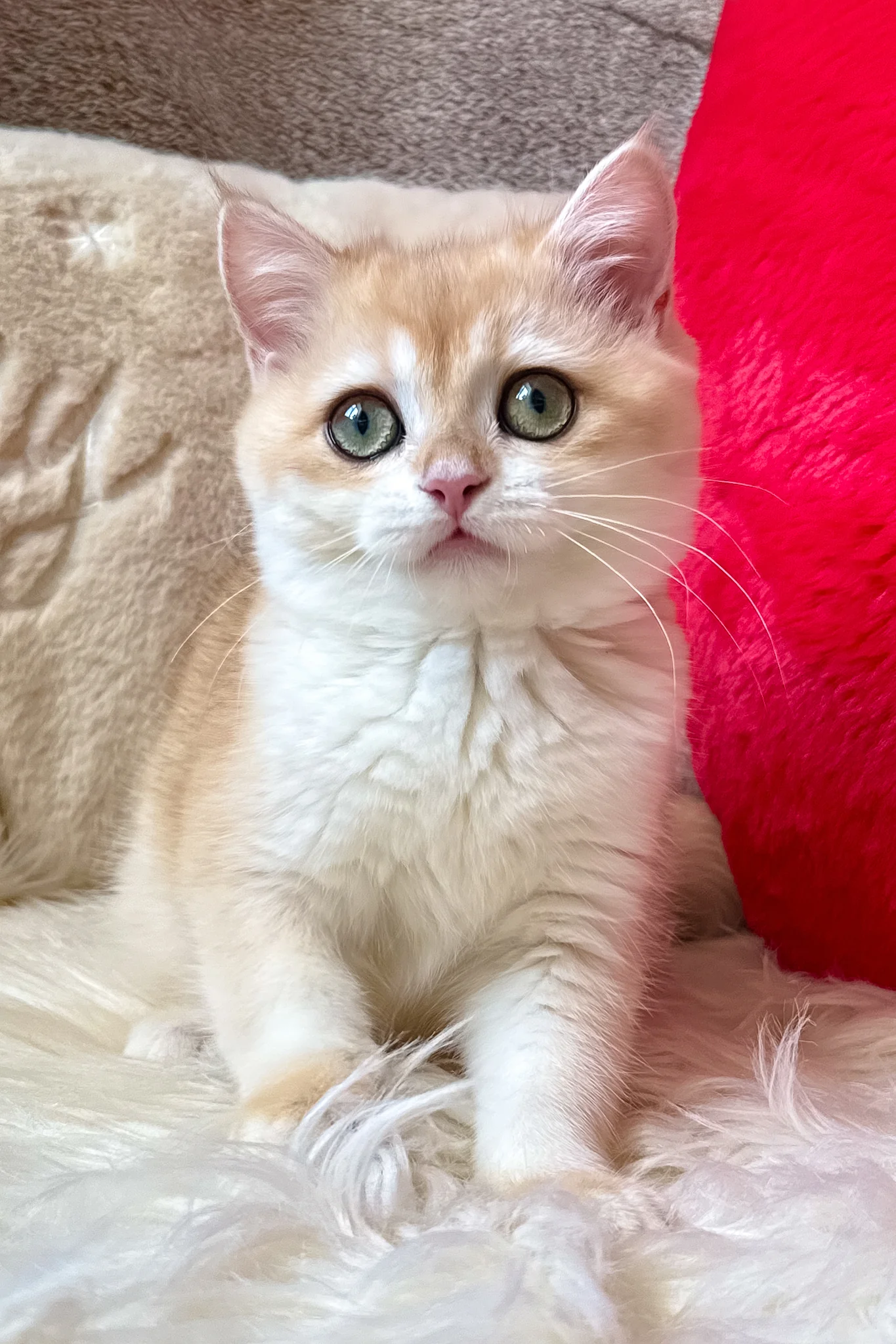 Jasmine | British Shorthair Kitten - Image 10