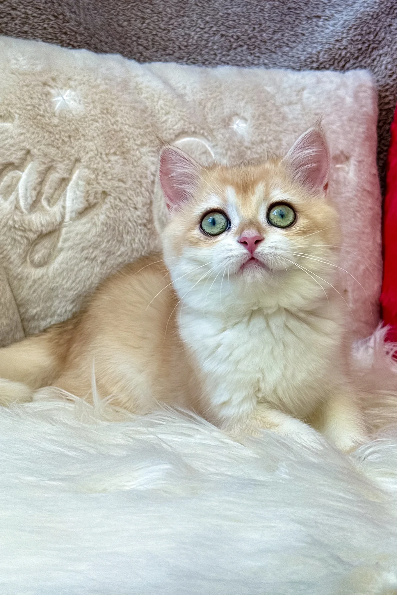 Jasmine | British Shorthair Kitten - Image 11