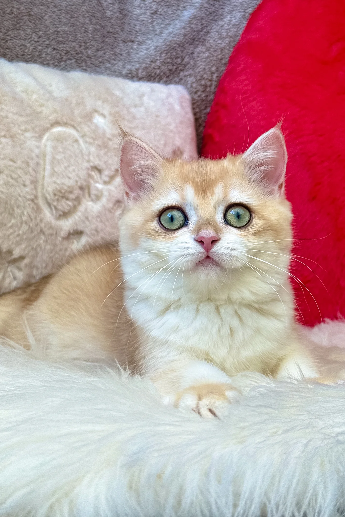Jasmine | British Shorthair Kitten - Image 2