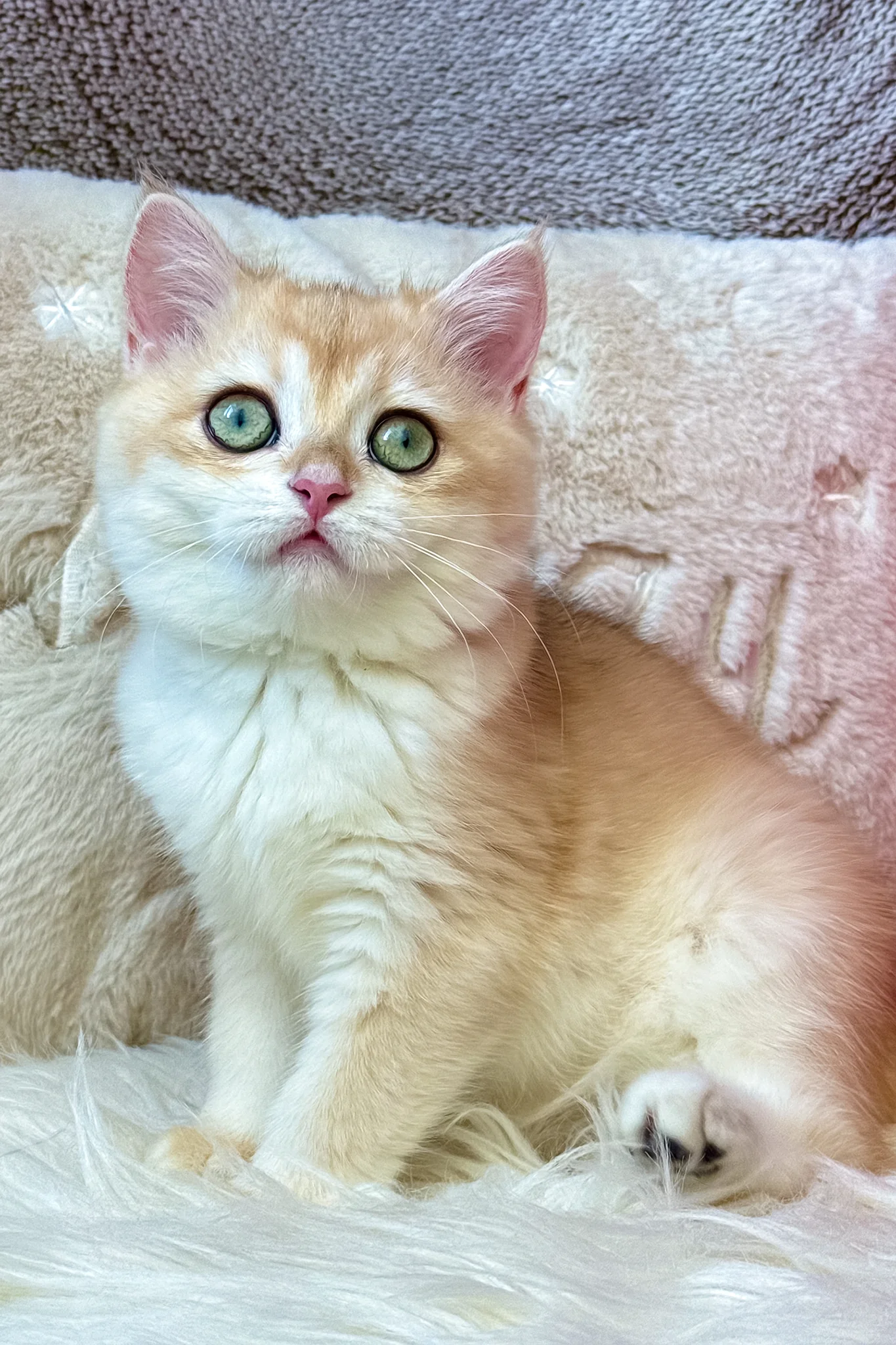 Jasmine | British Shorthair Kitten - Image 3