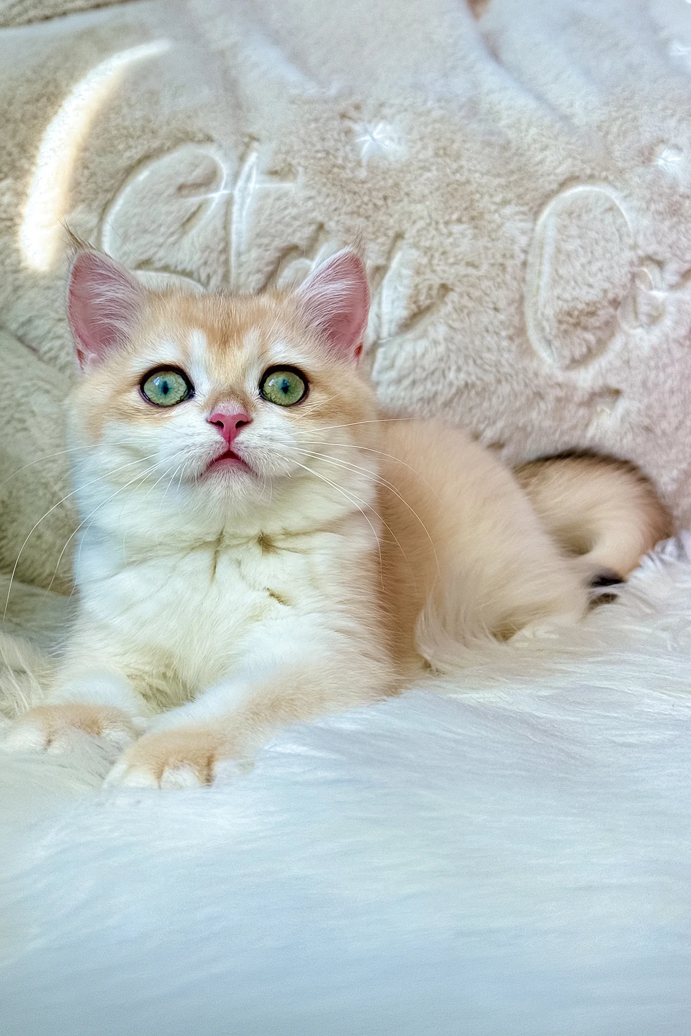 Jasmine | British Shorthair Kitten - Image 4