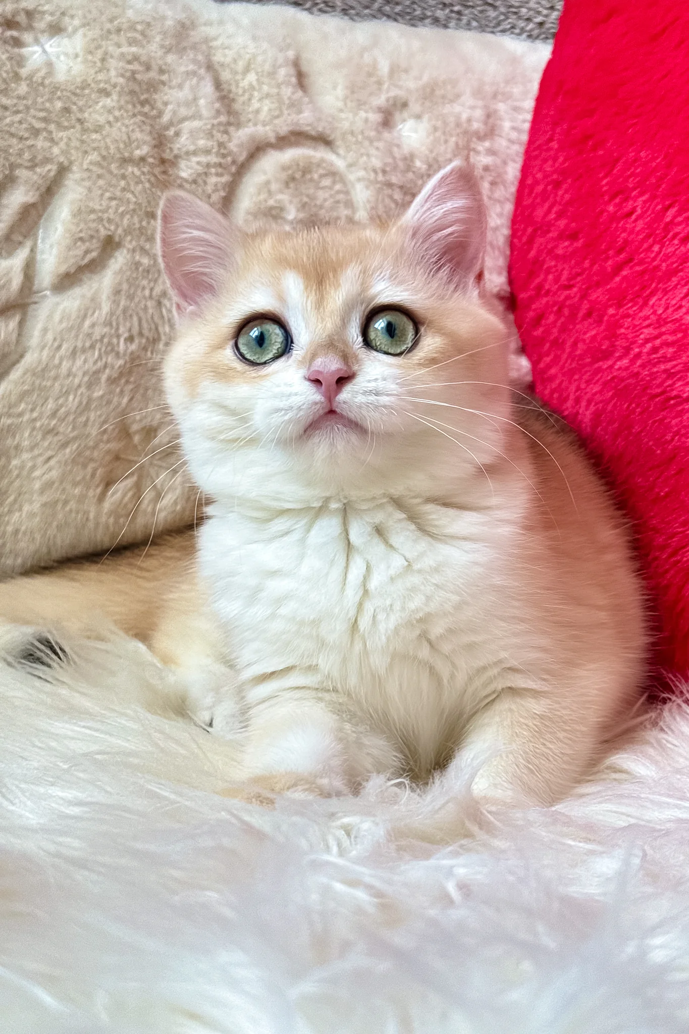 Jasmine | British Shorthair Kitten - Image 5