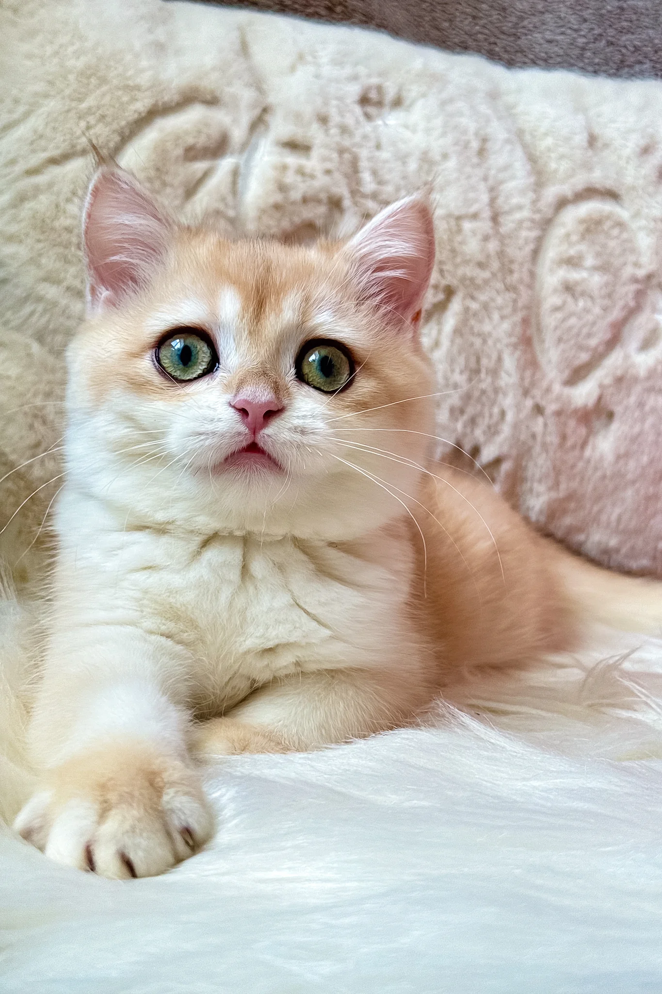 Jasmine | British Shorthair Kitten - Image 6