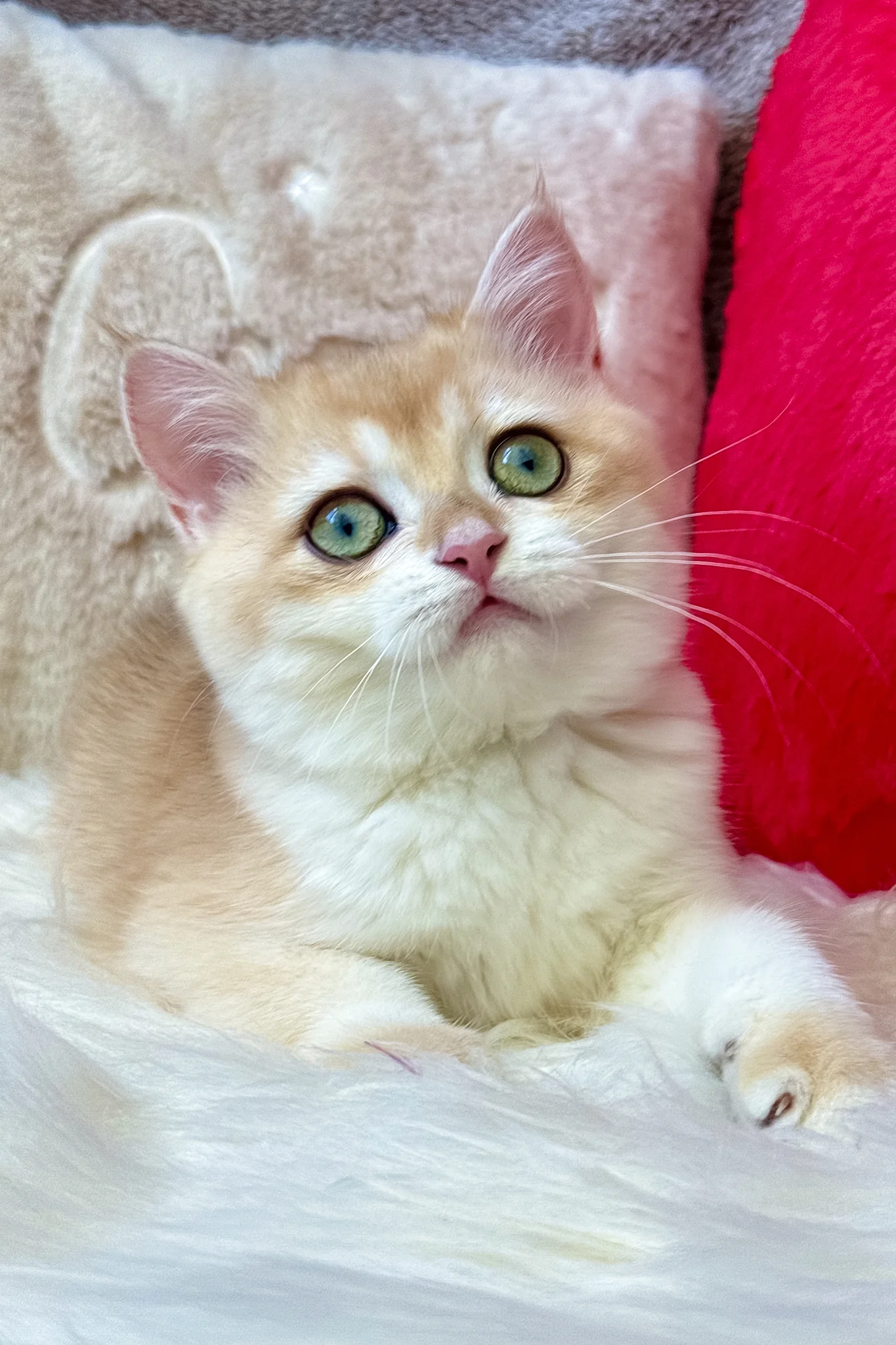 Jasmine | British Shorthair Kitten - Image 7