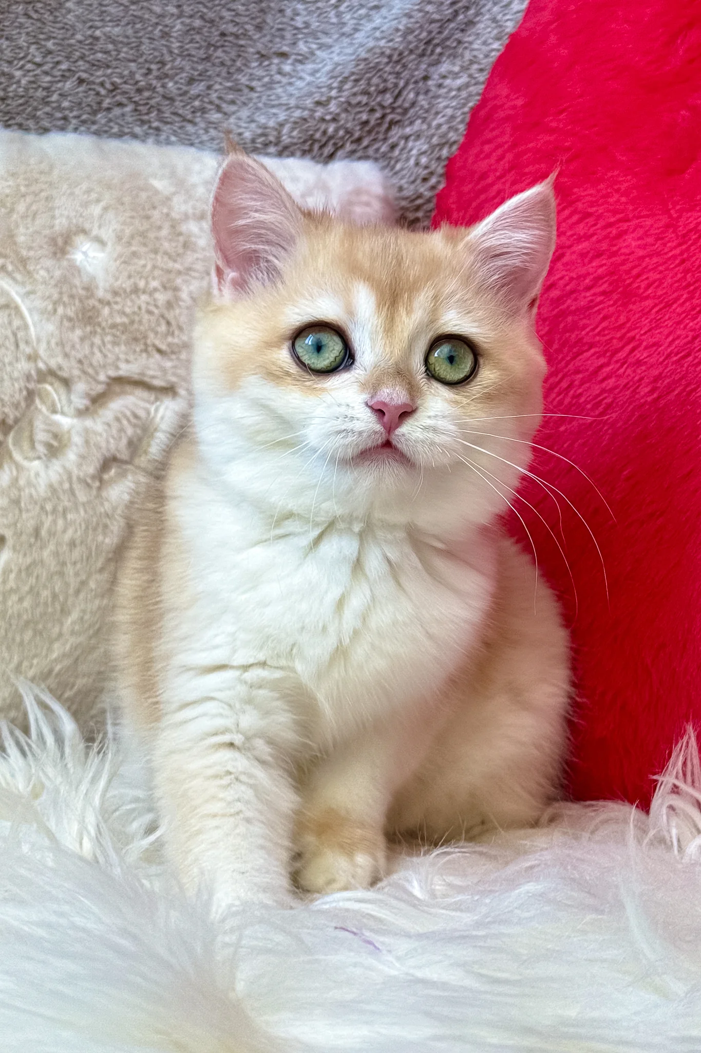Jasmine | British Shorthair Kitten - Image 8
