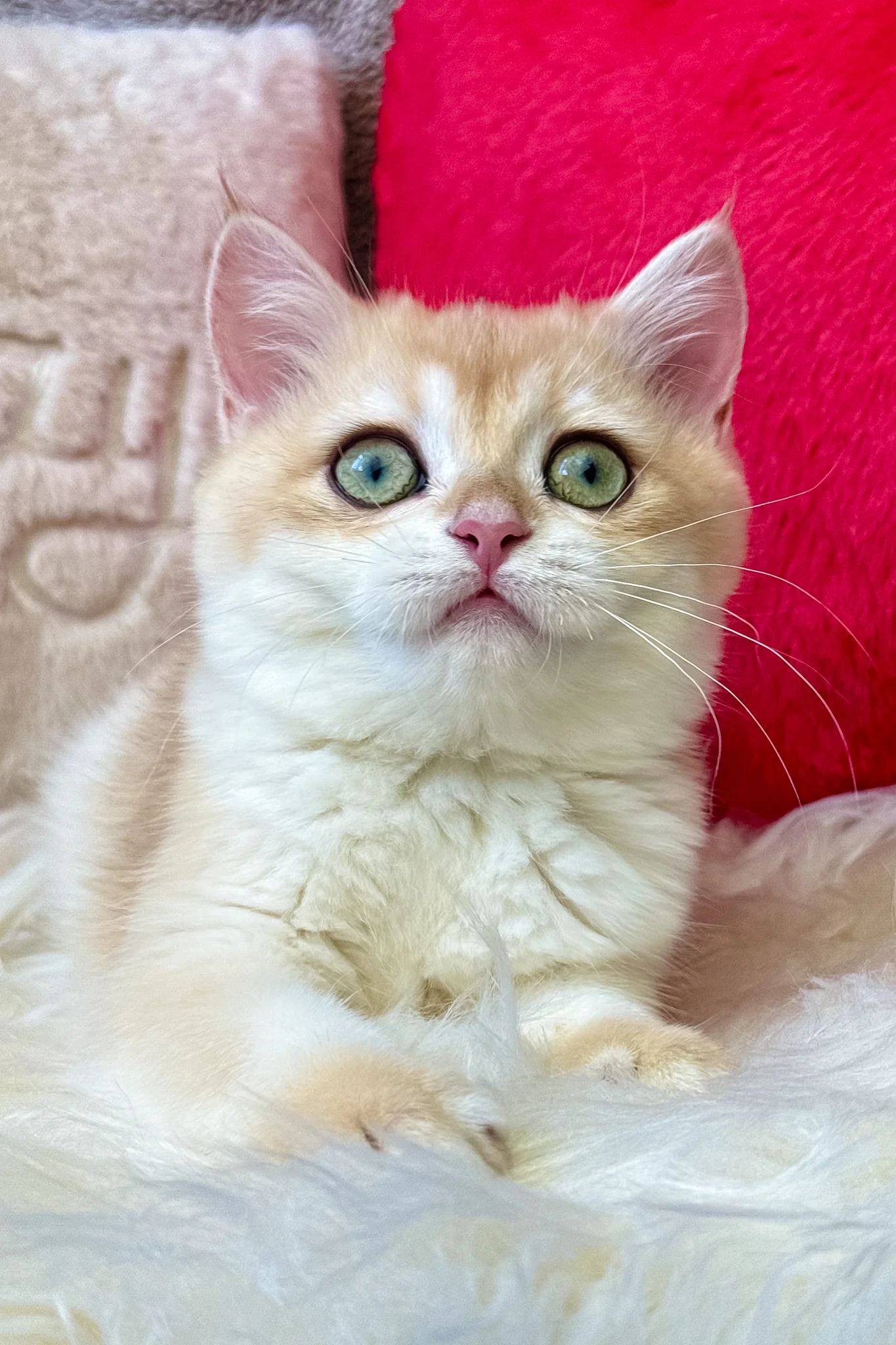 Jasmine | British Shorthair Kitten - Image 9