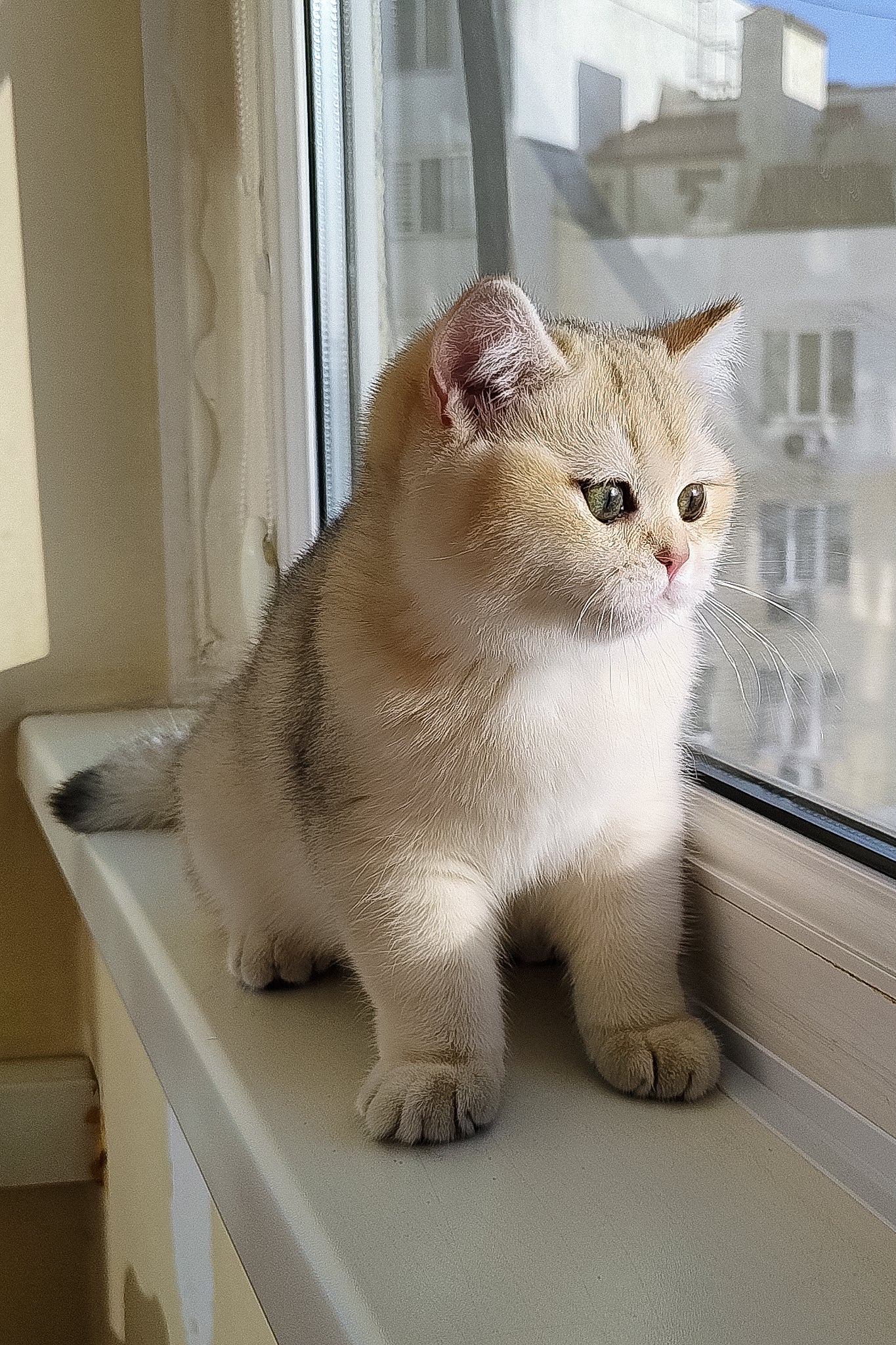 Jina | British Shorthair Kitten - Image 3