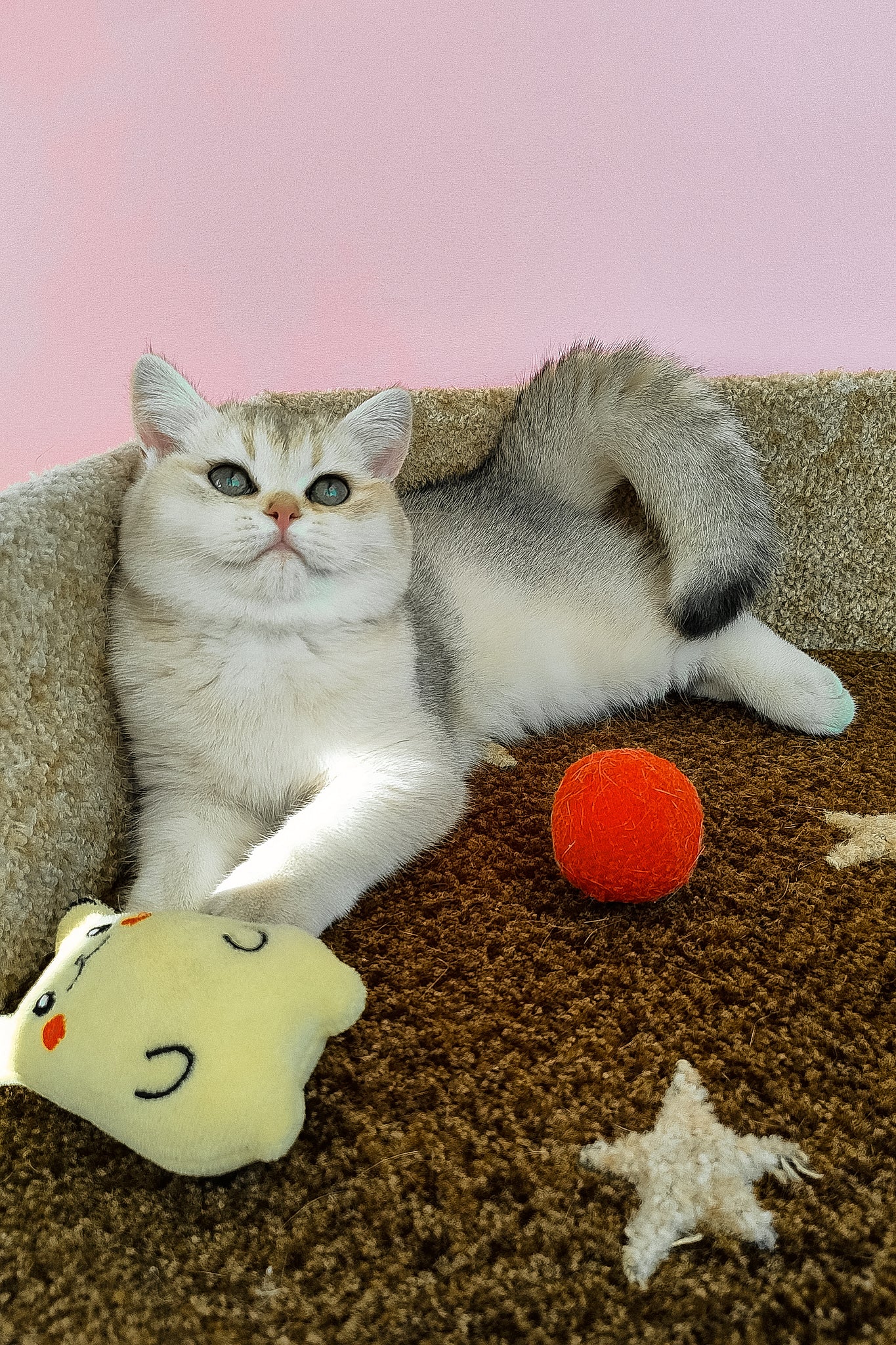 Jina | British Shorthair Kitten - Image 7