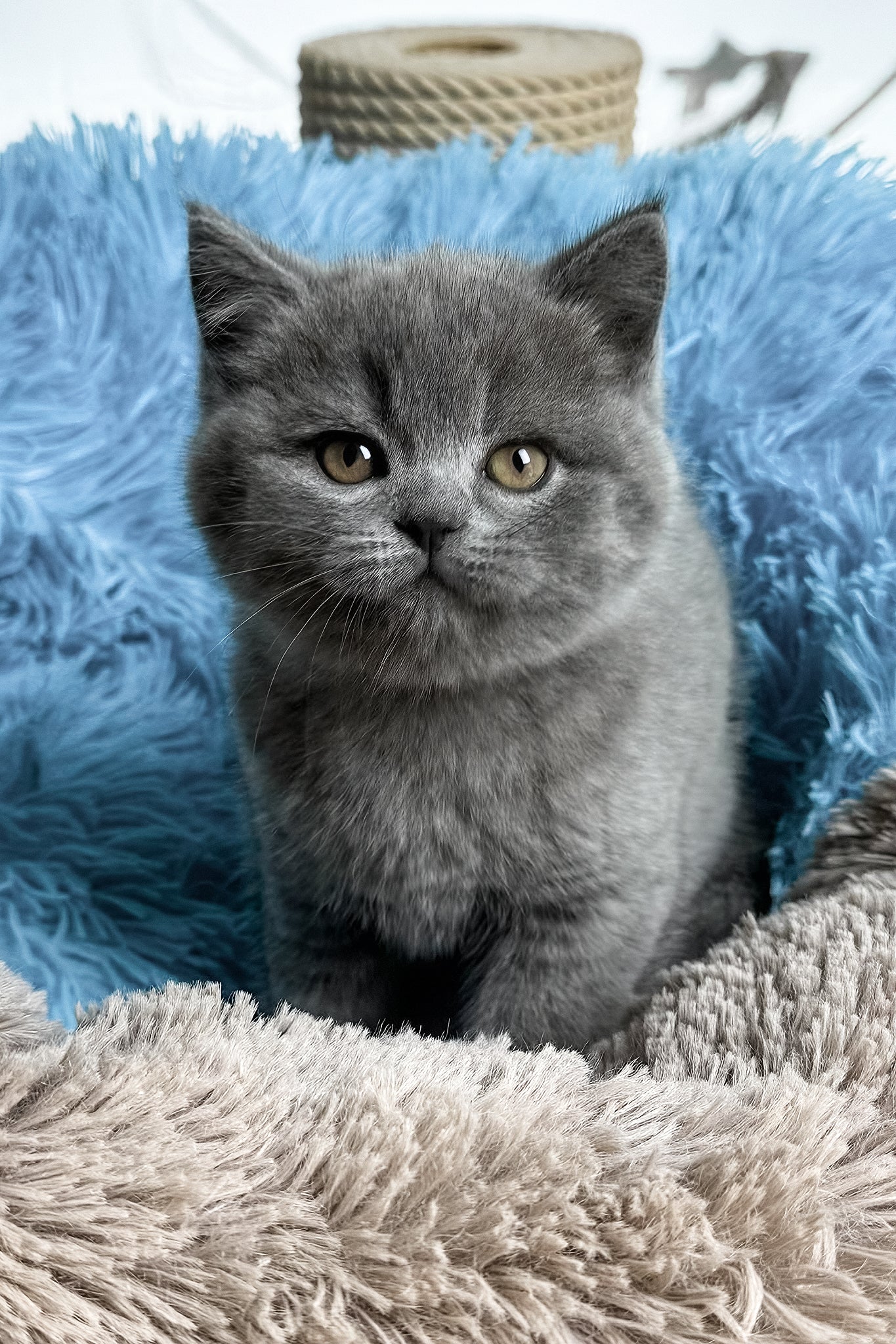 Joyce | British Shorthair Kitten - Image 6