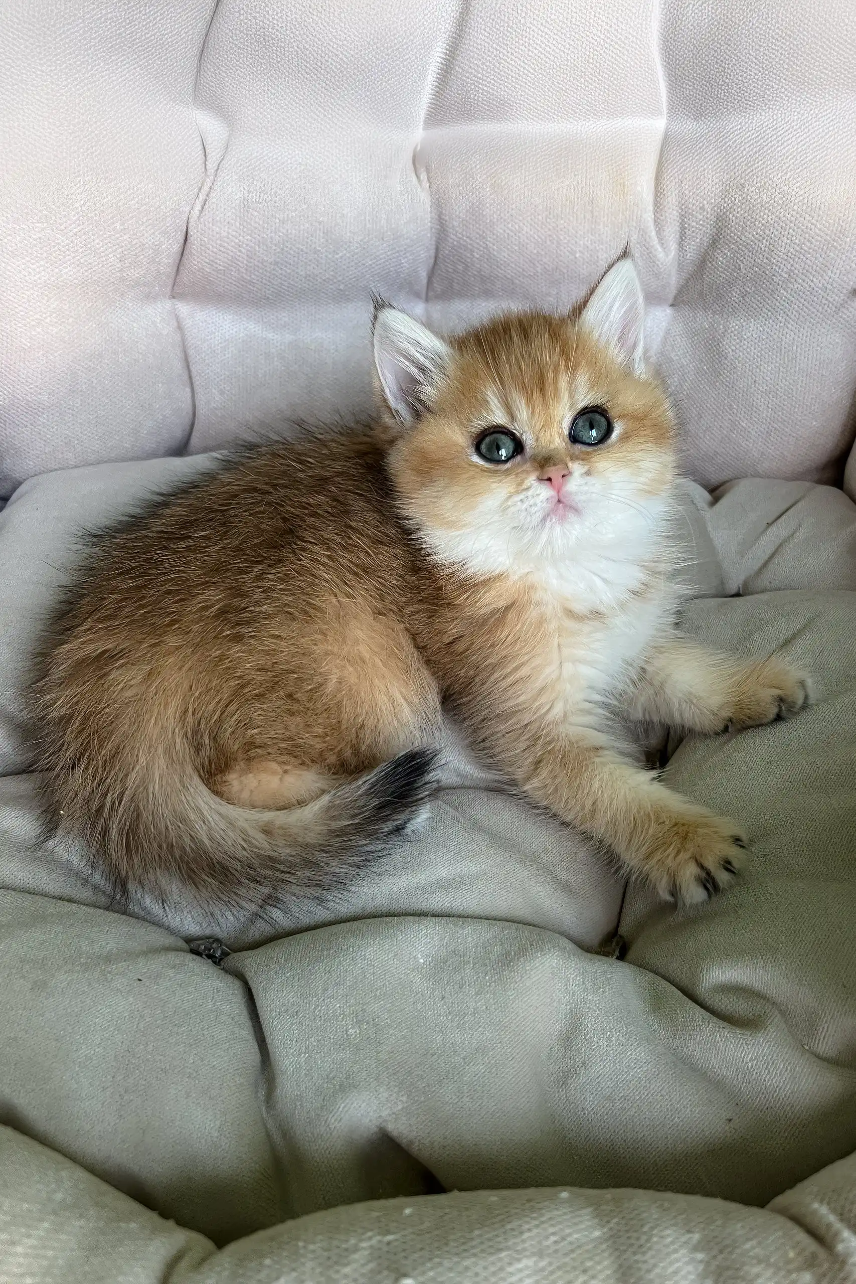 Laura | British Shorthair Kitten - Image 4