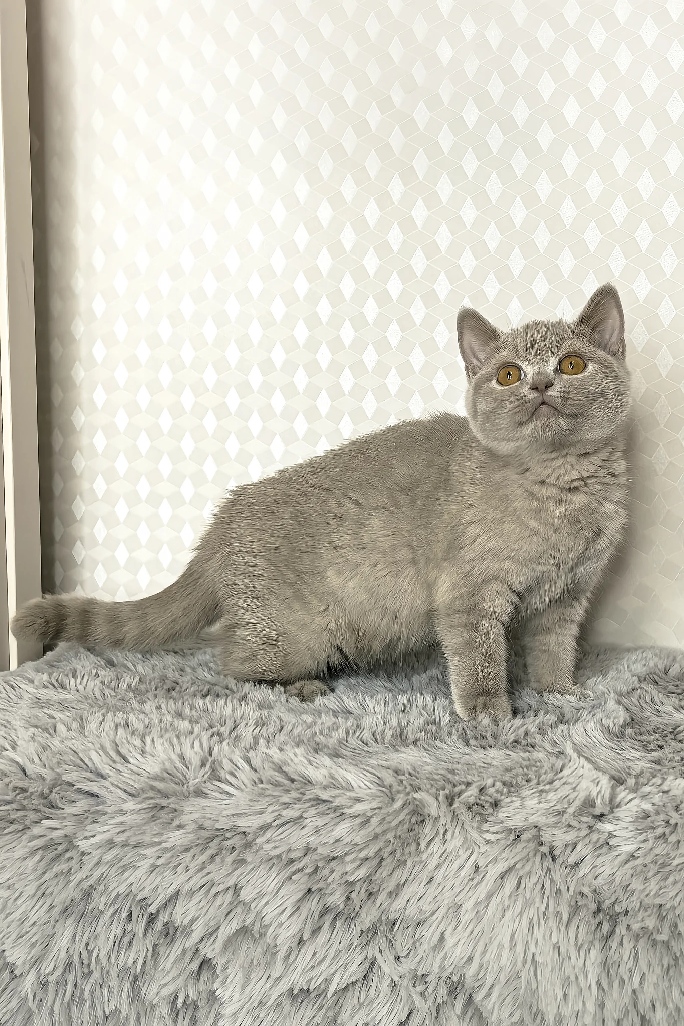 Liana | British Shorthair Kitten - Image 7