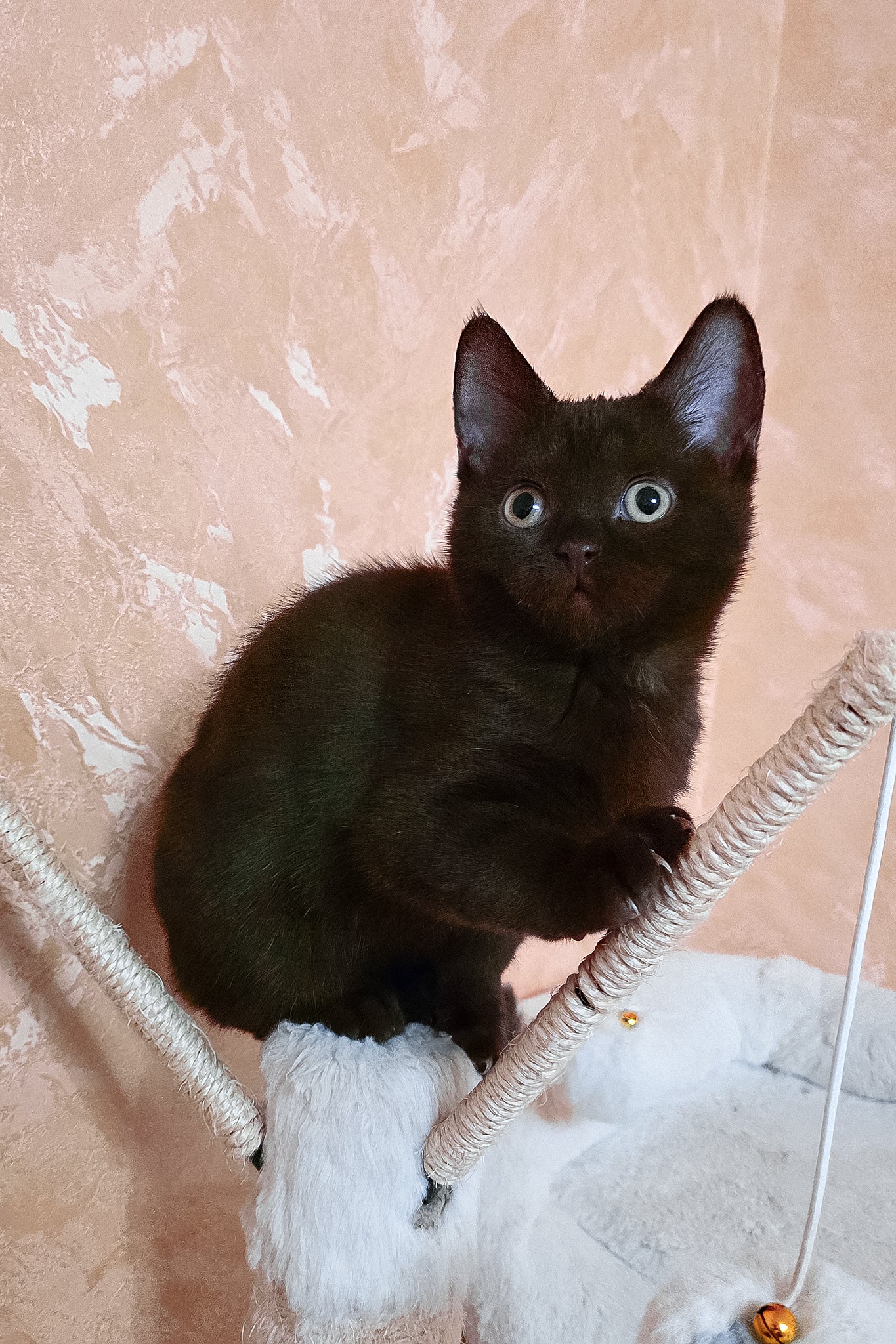 Lola | British Shorthair Kitten - Image 6