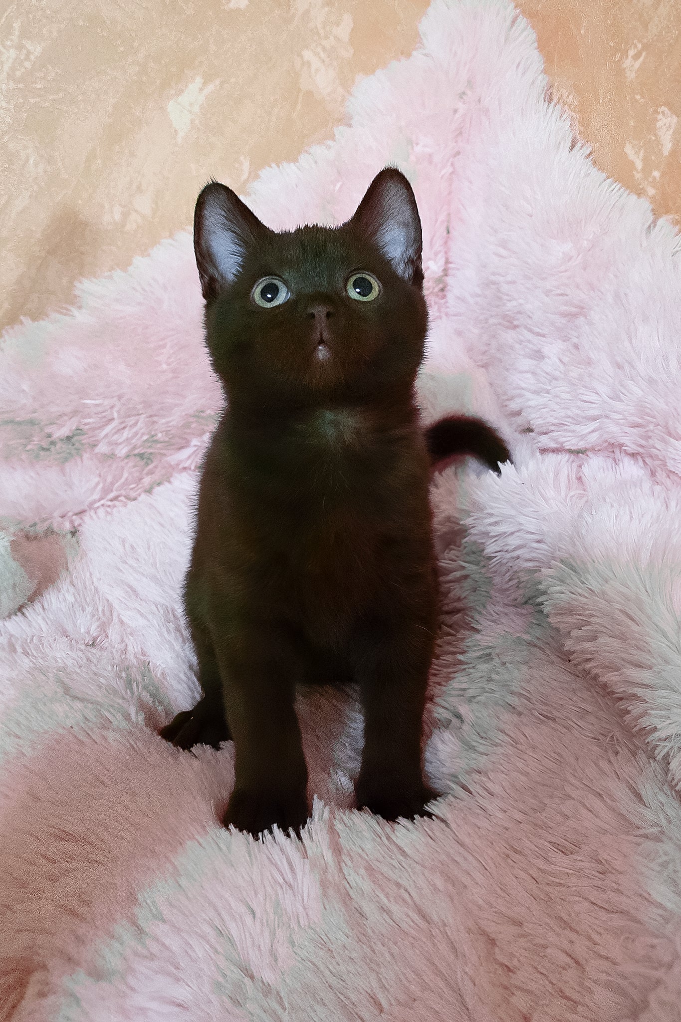 Lola | British Shorthair Kitten - Image 7