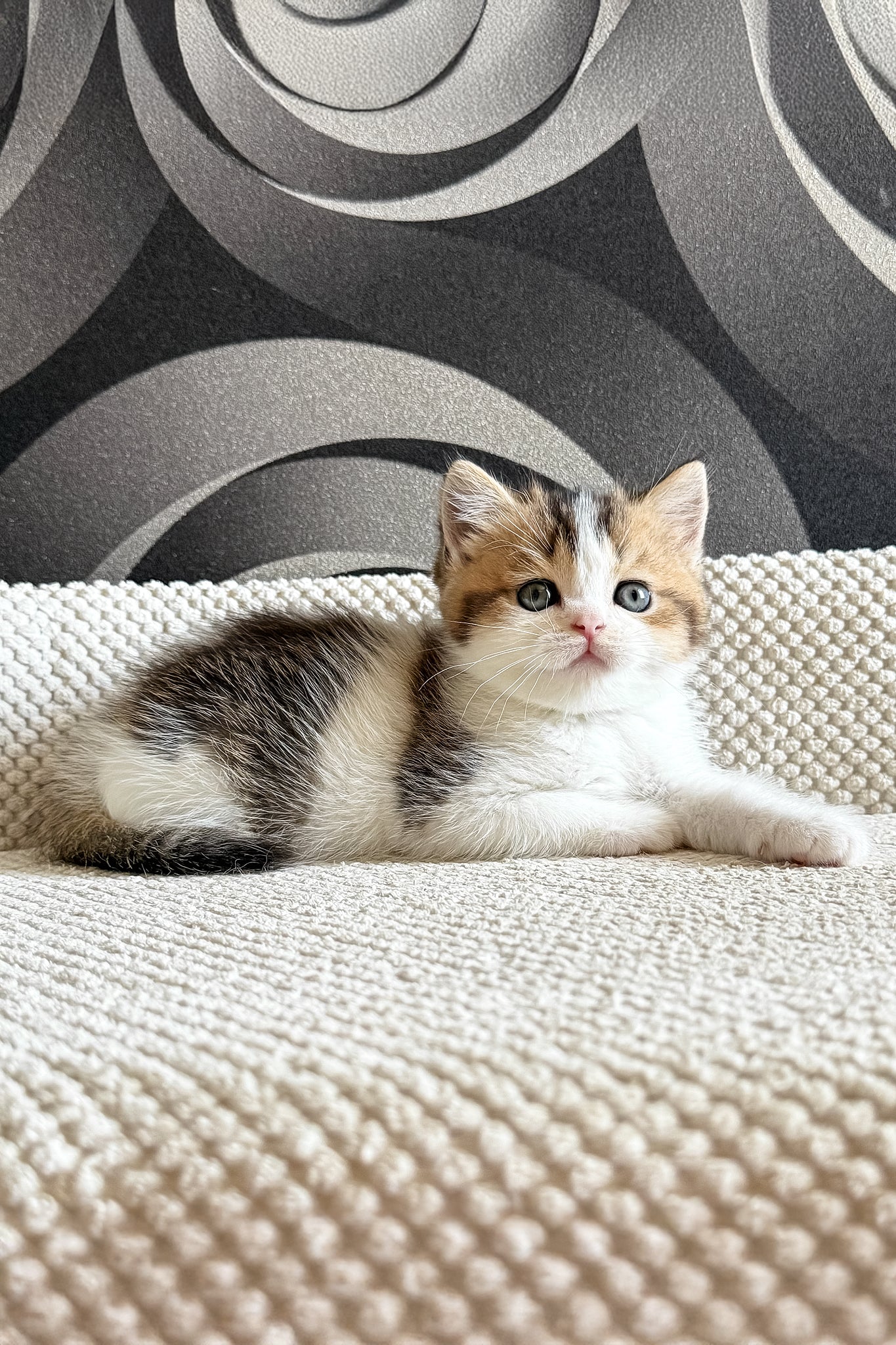 Lyra | British Shorthair Kitten - Image 7