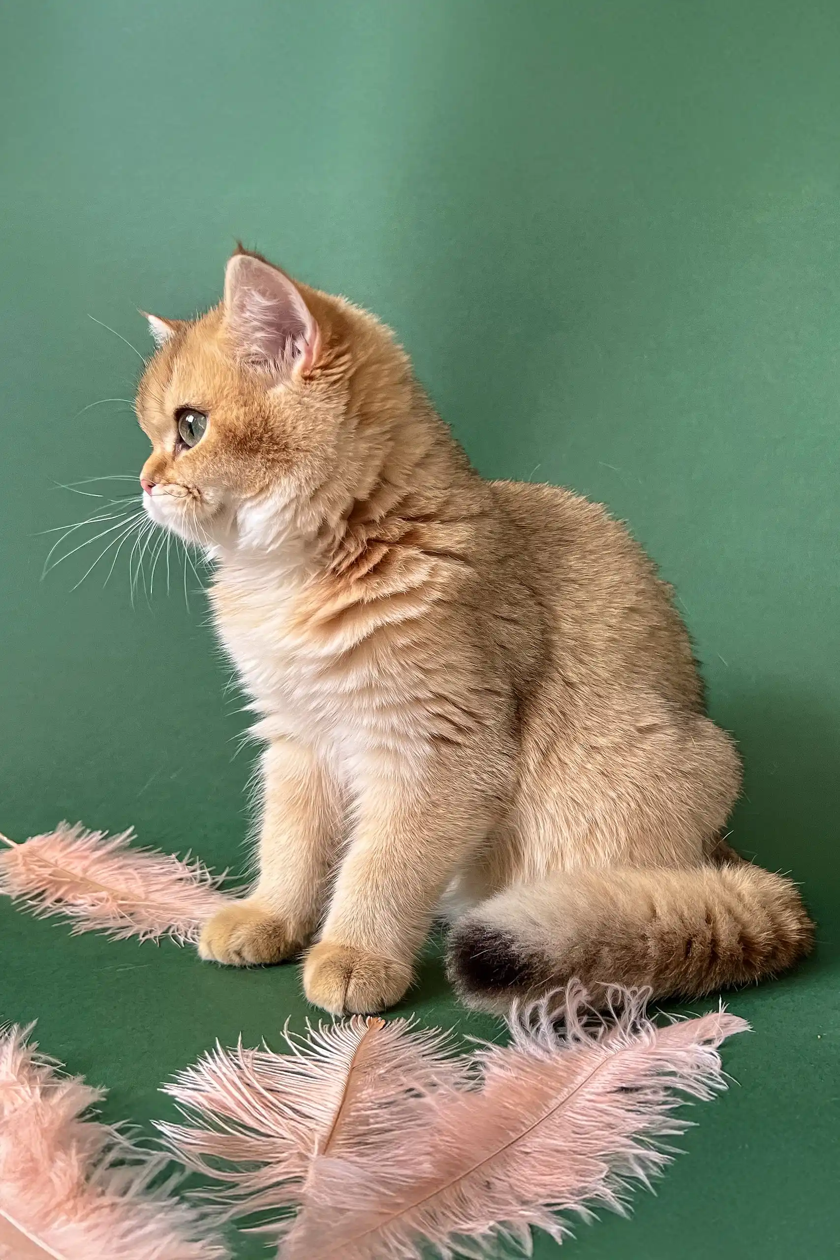 Mayla | British Shorthair Kitten - Image 2