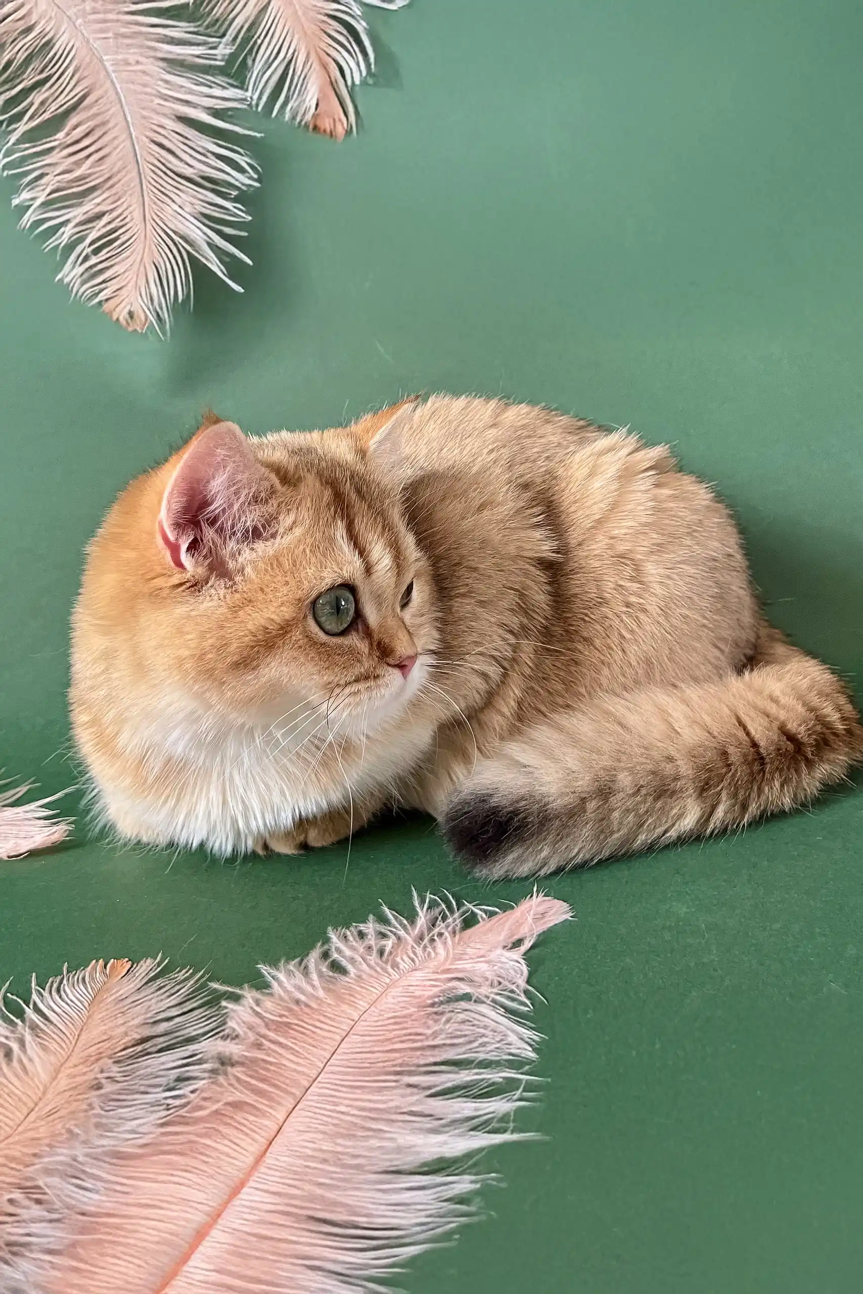 Mayla | British Shorthair Kitten - Image 4