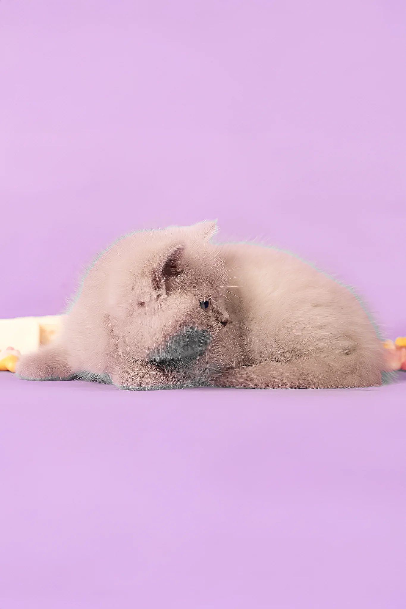 Mersedes | British Shorthair Kitten - Image 5