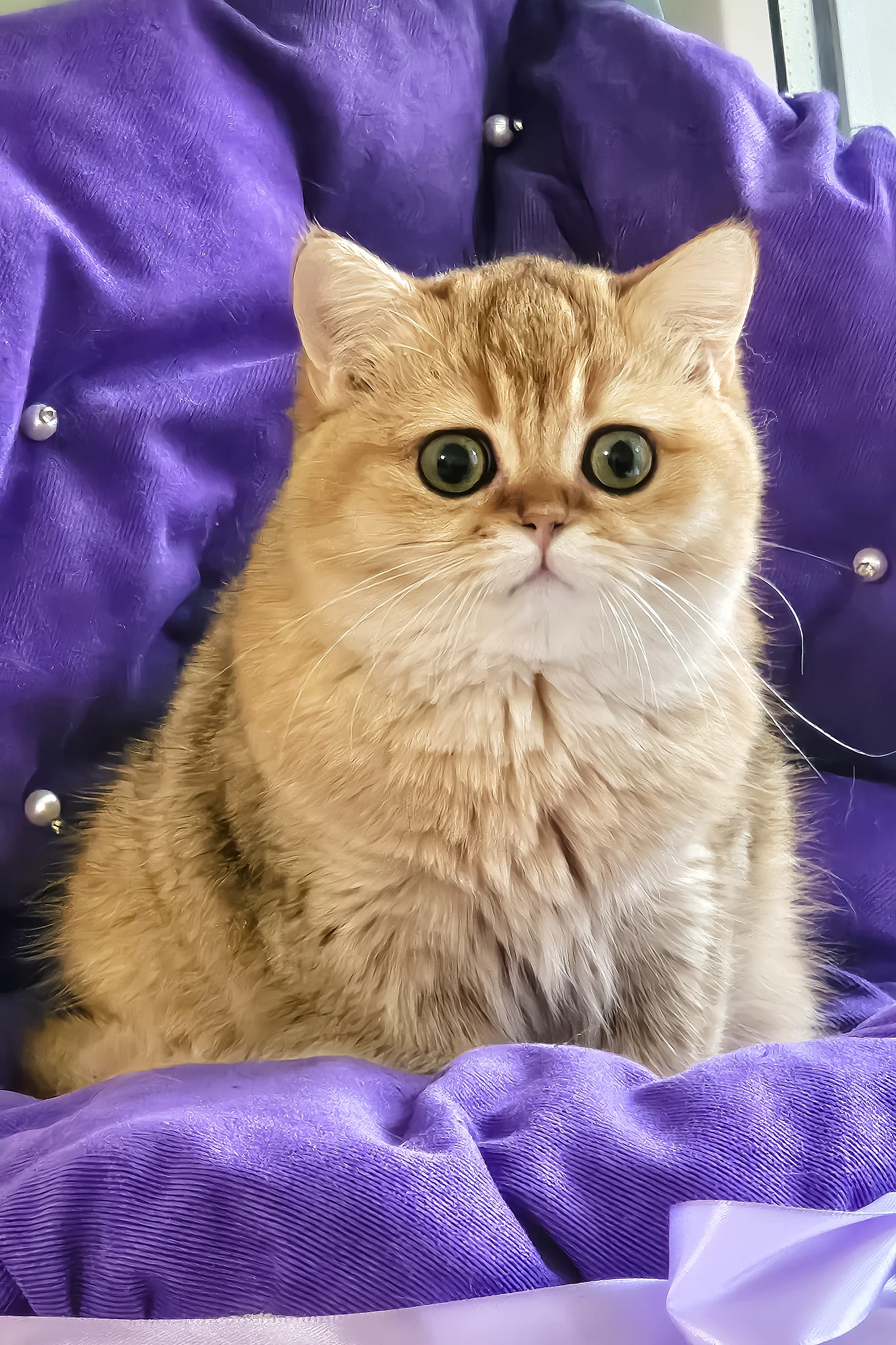Milis | British Shorthair Kitten - Image 7