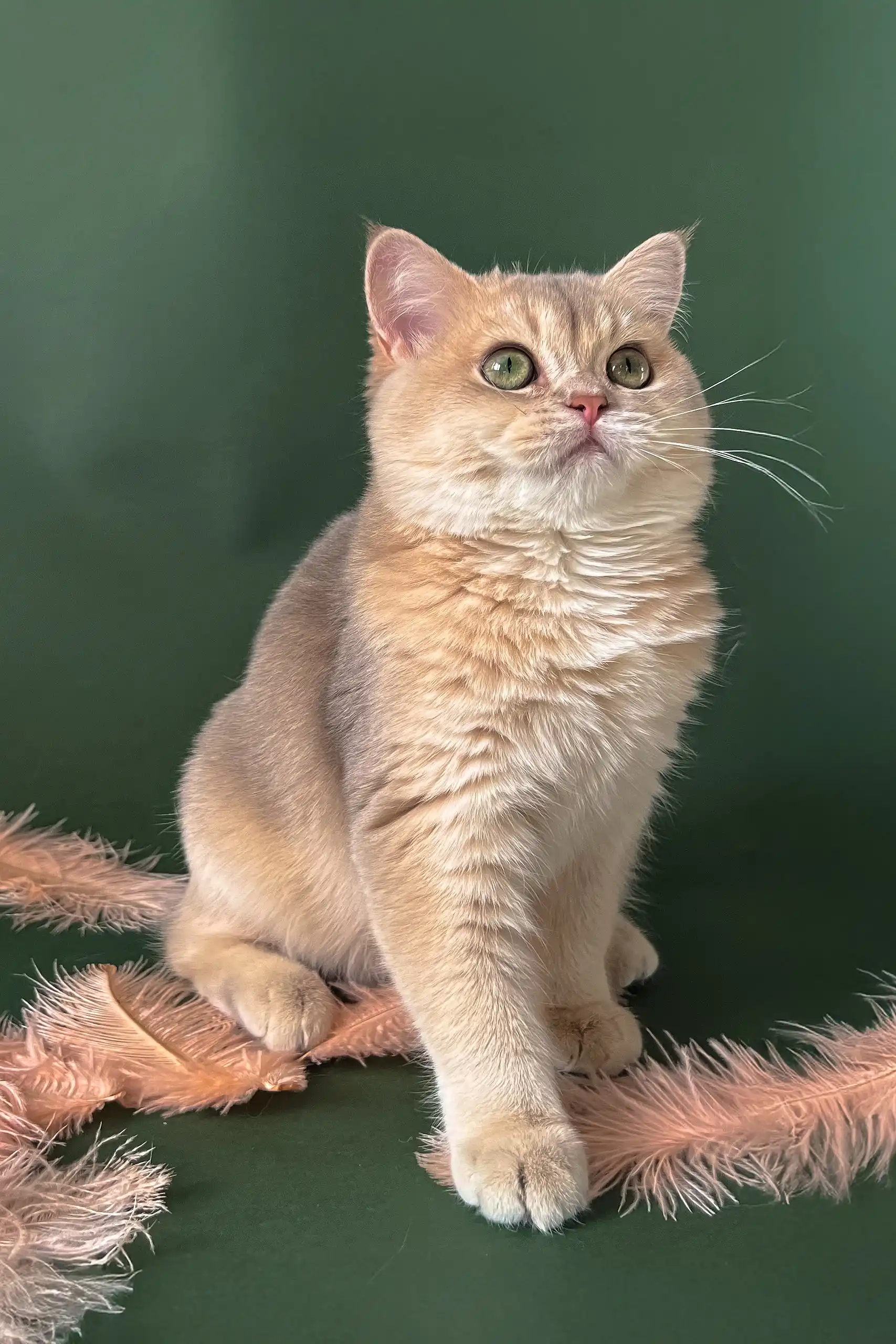 Moana | British Shorthair Kitten - Image 7