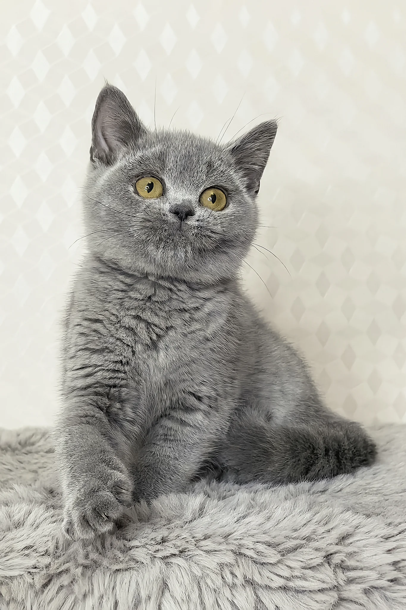 Naomi | British Shorthair Kitten - Image 7