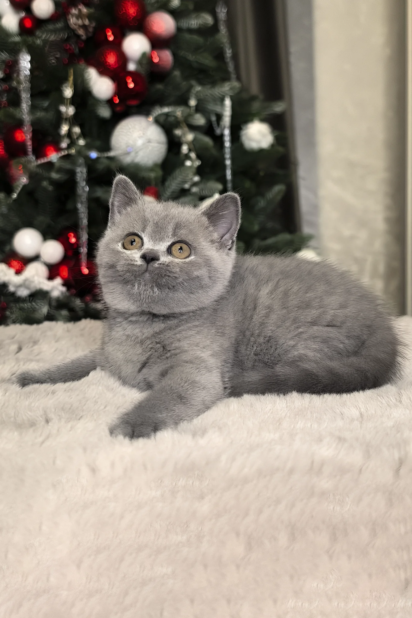 Nelli | British Shorthair Kitten - Image 3
