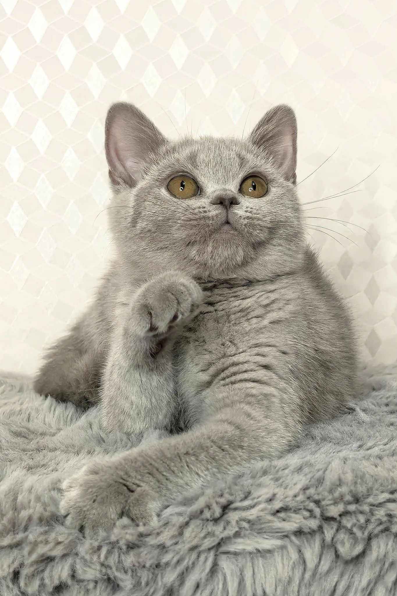 Nevada | British Shorthair Kitten - Image 2