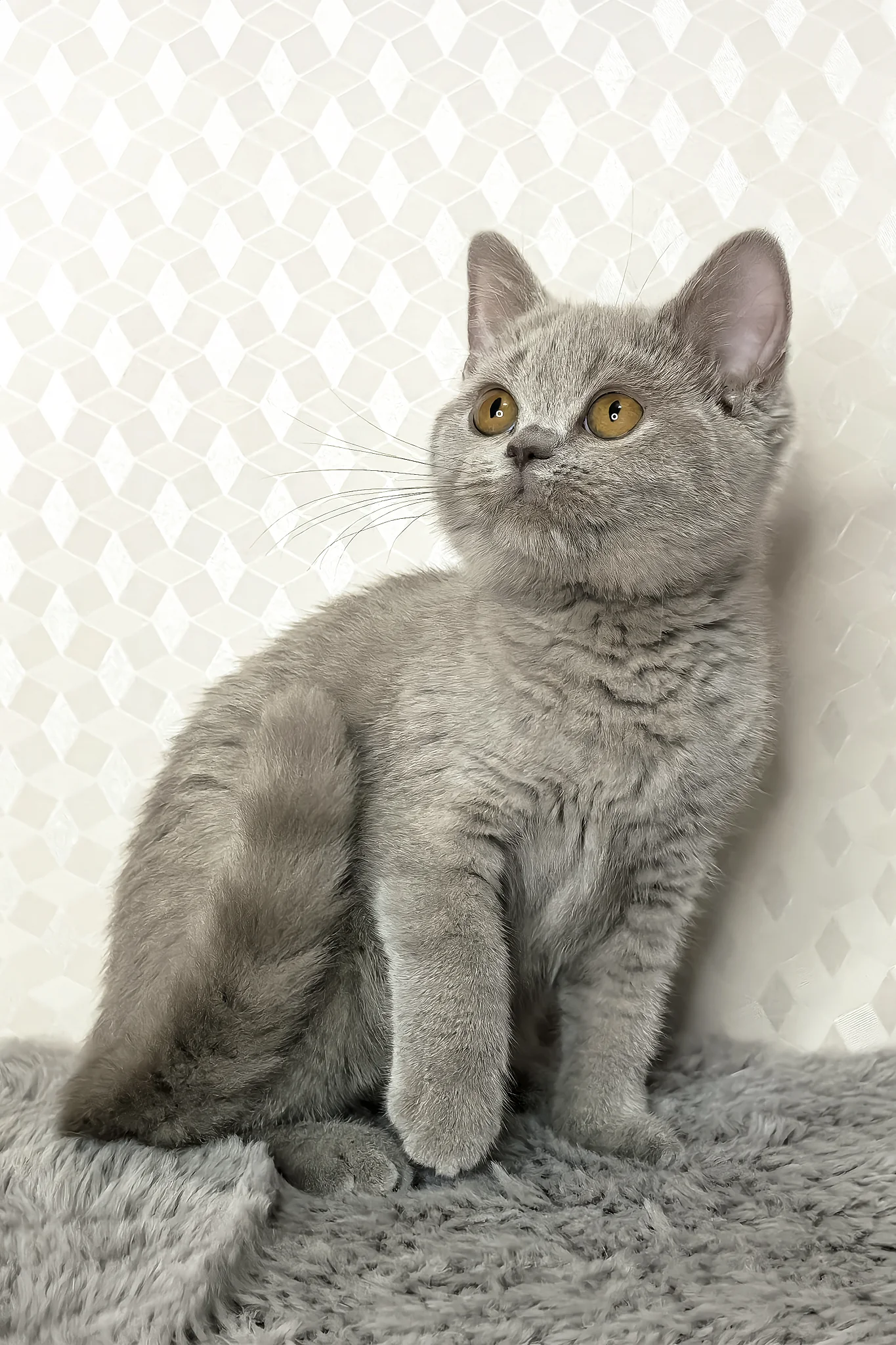 Nevada | British Shorthair Kitten - Image 4