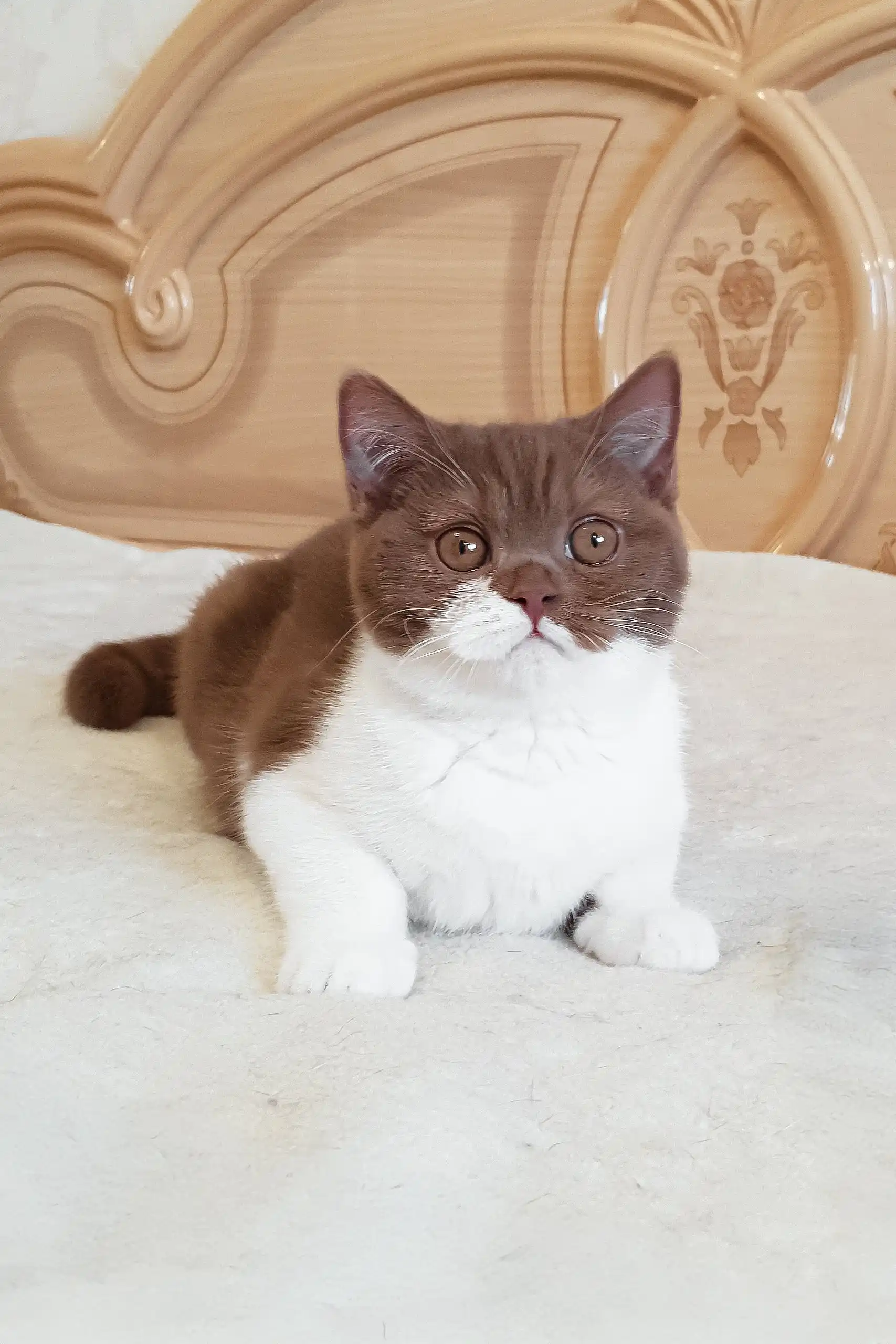 Newtella | British Shorthair Kitten - Image 4