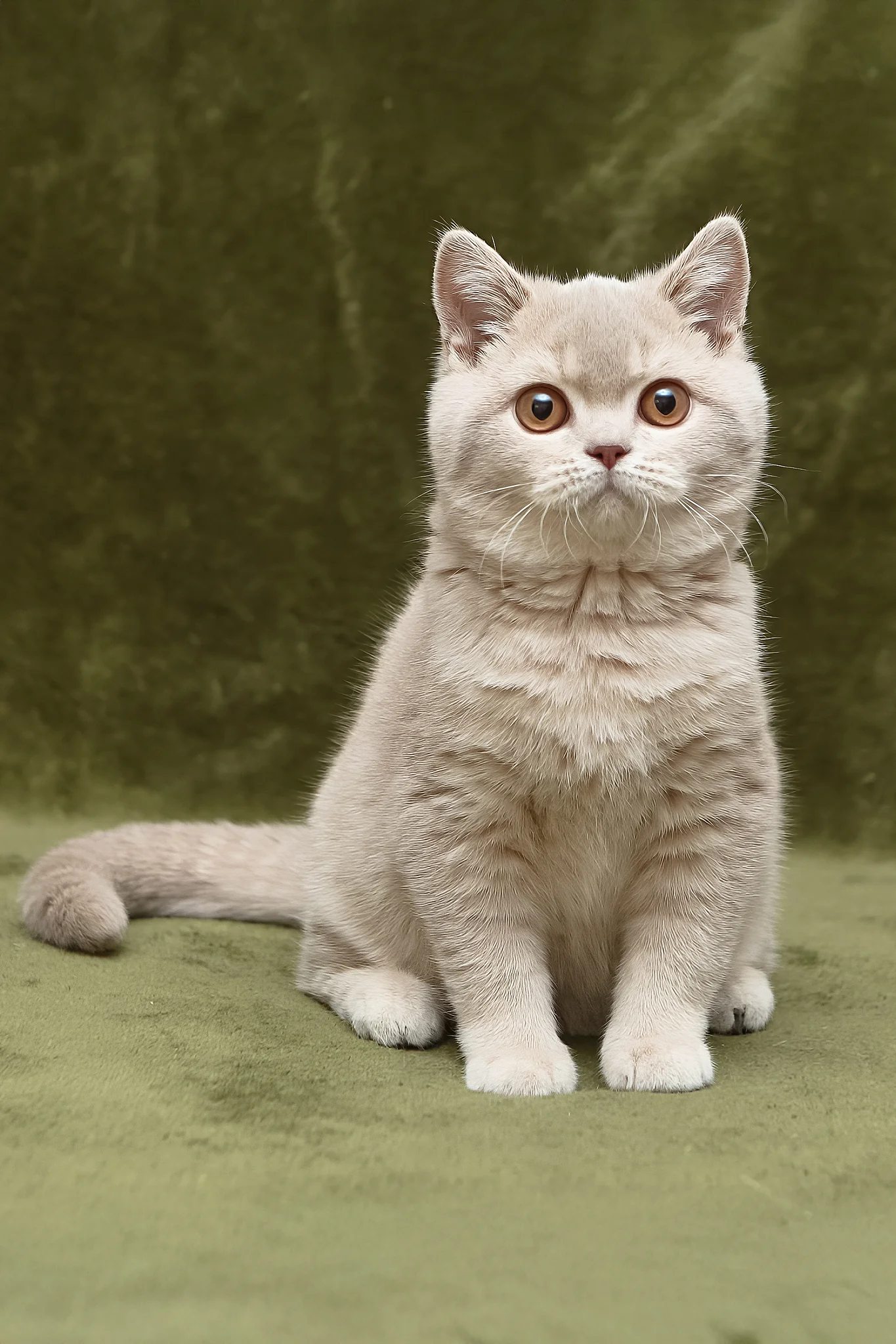 Nyasha | British Shorthair Kitten - Image 2